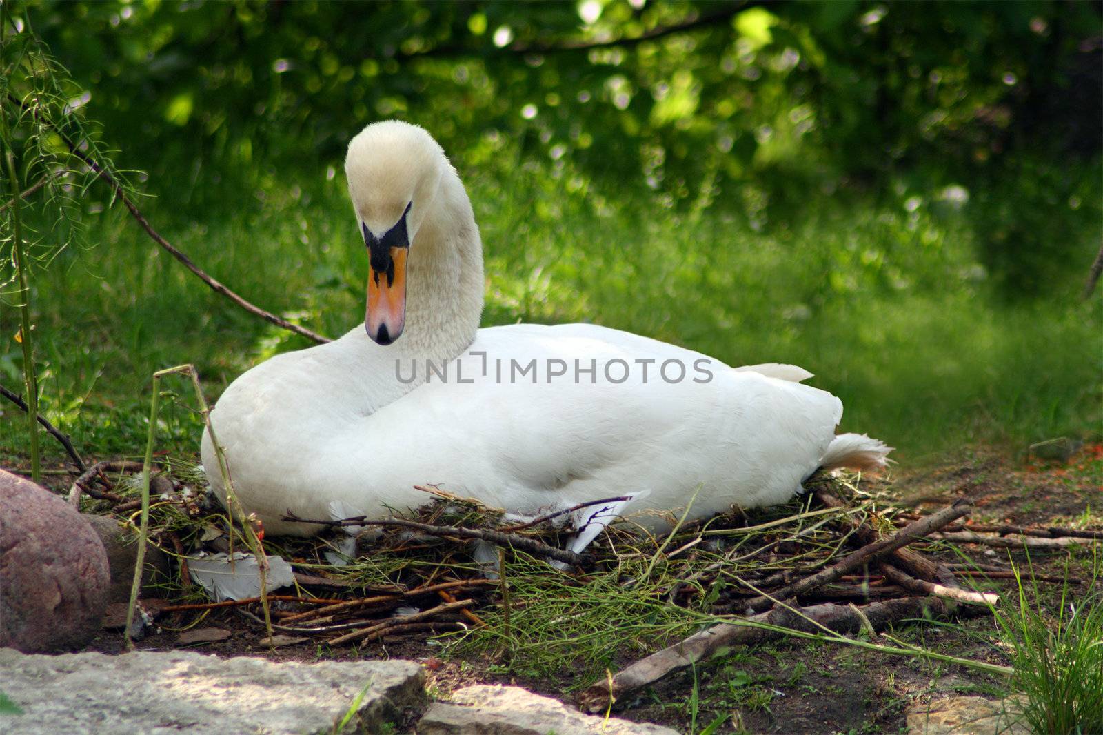 white swan sitting on nest