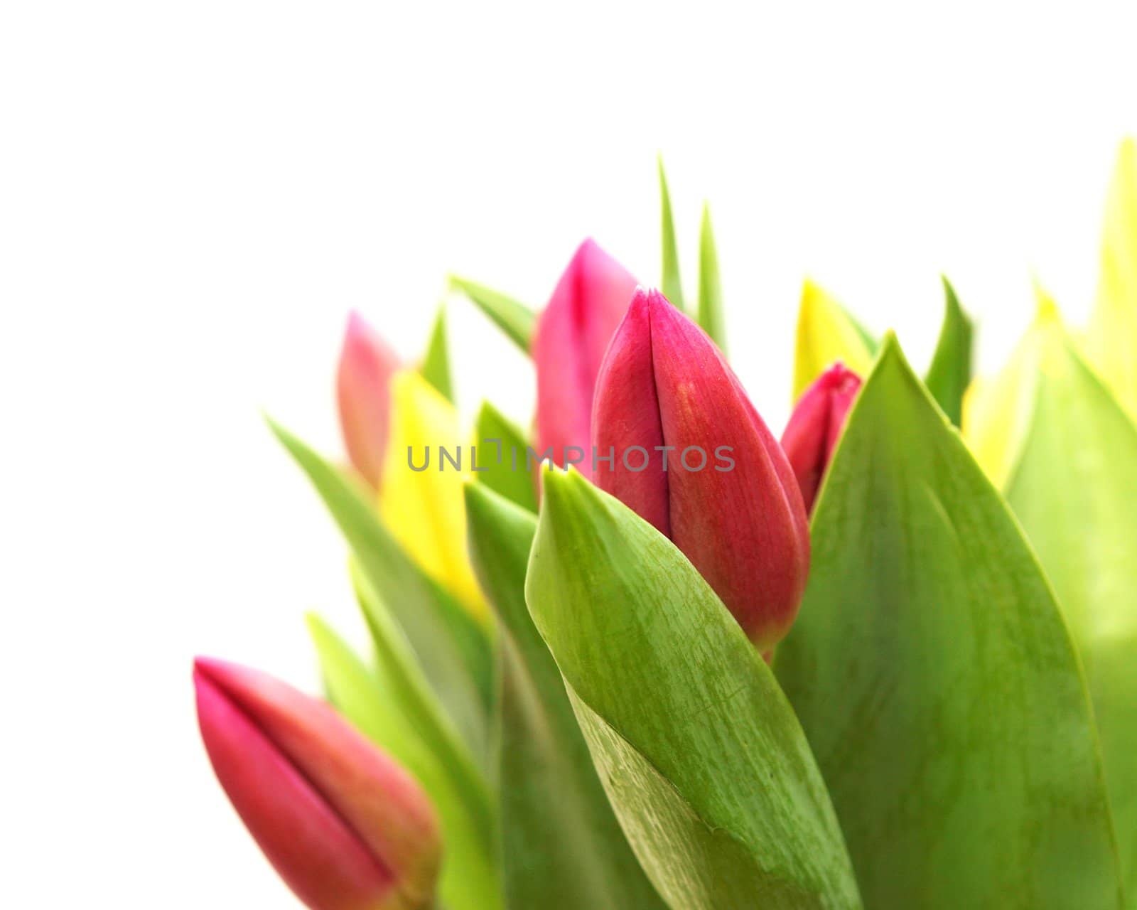 Tuilips together with fresh green leaves towards white background