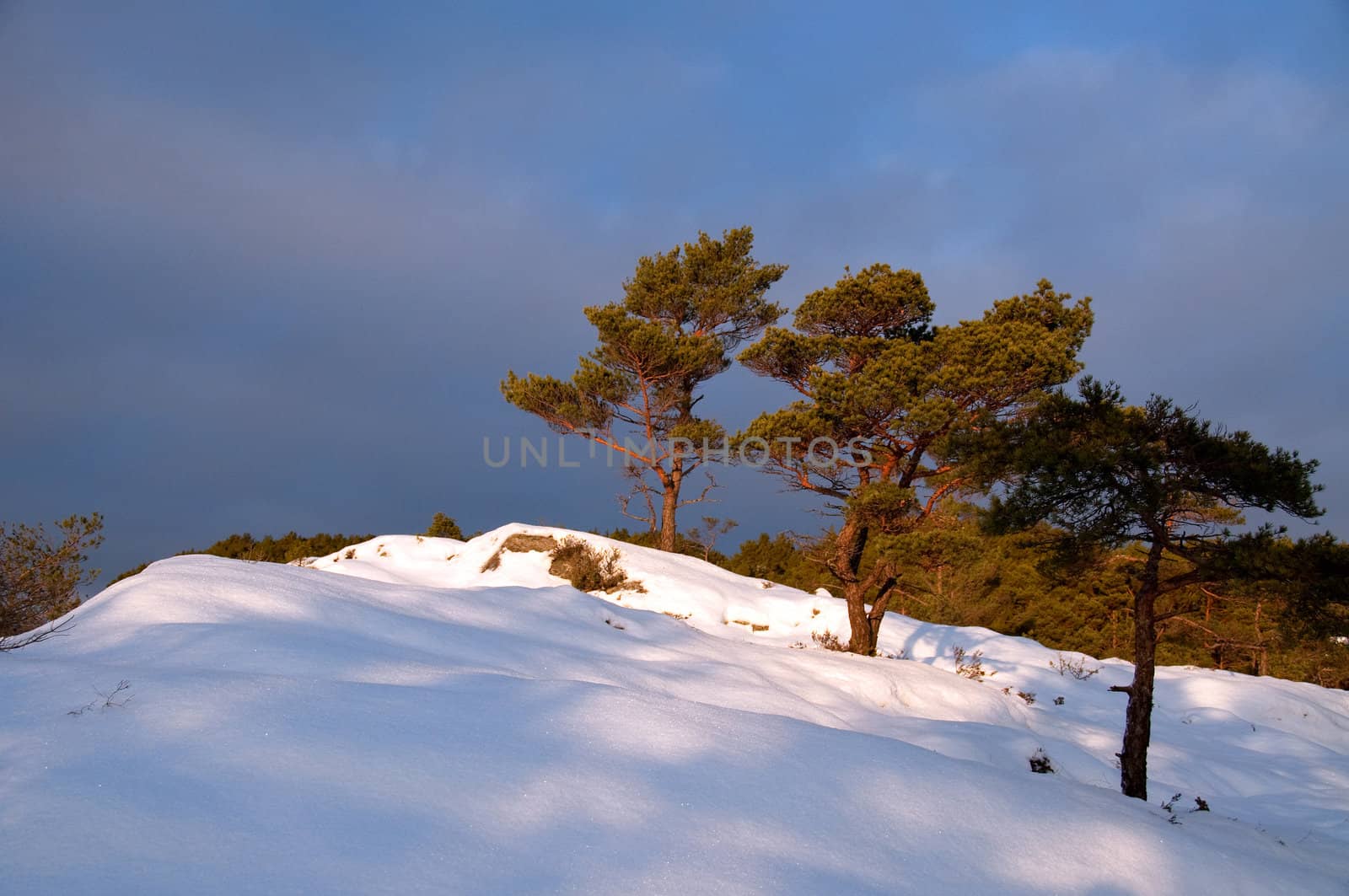 Three pines in line towards the top off a hill.  Snow and a glimpse of sun