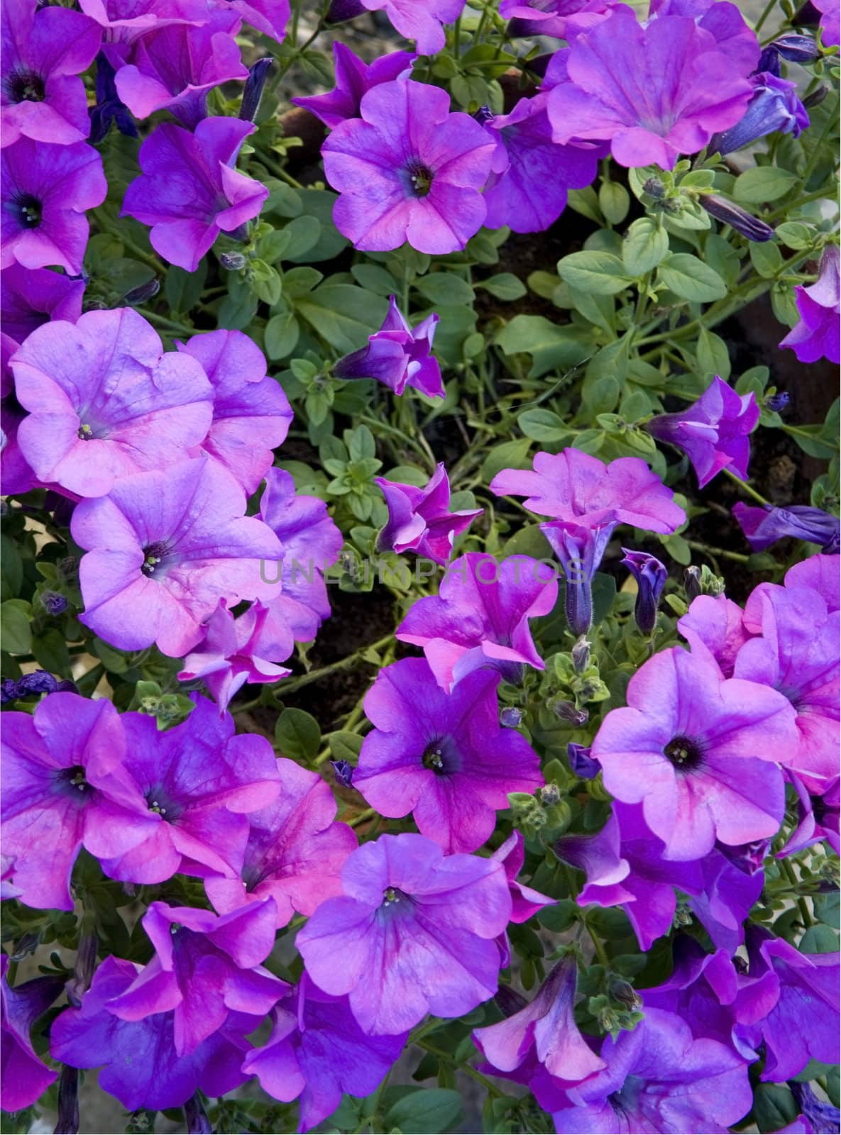 Violet petunias by magraphics