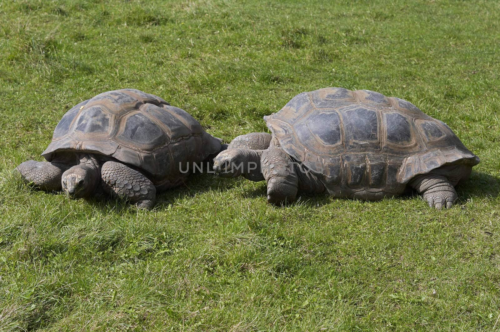 giant tortoises by Mibuch