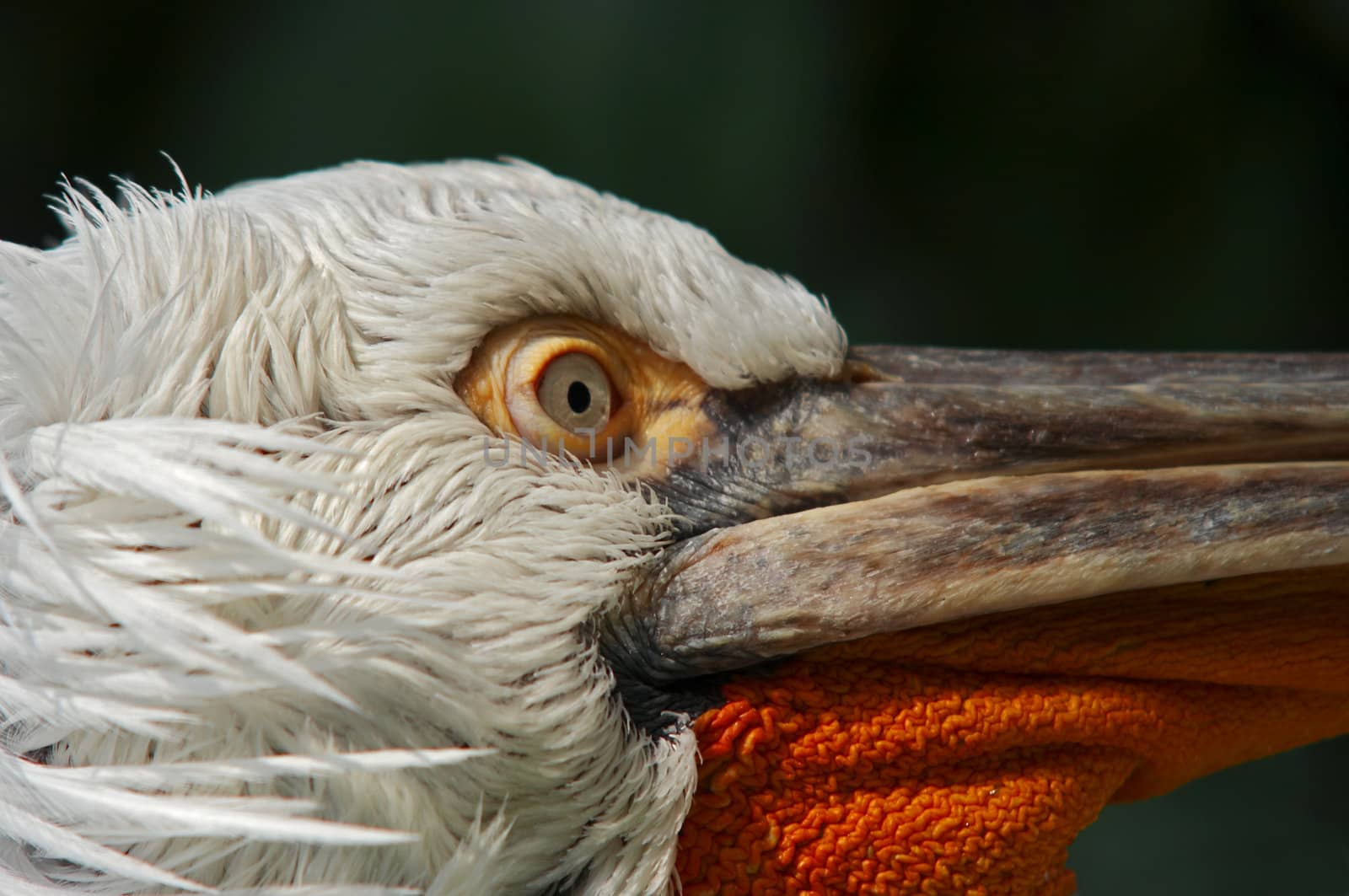 Shot of the Dalmatian pelican - detail of the eye