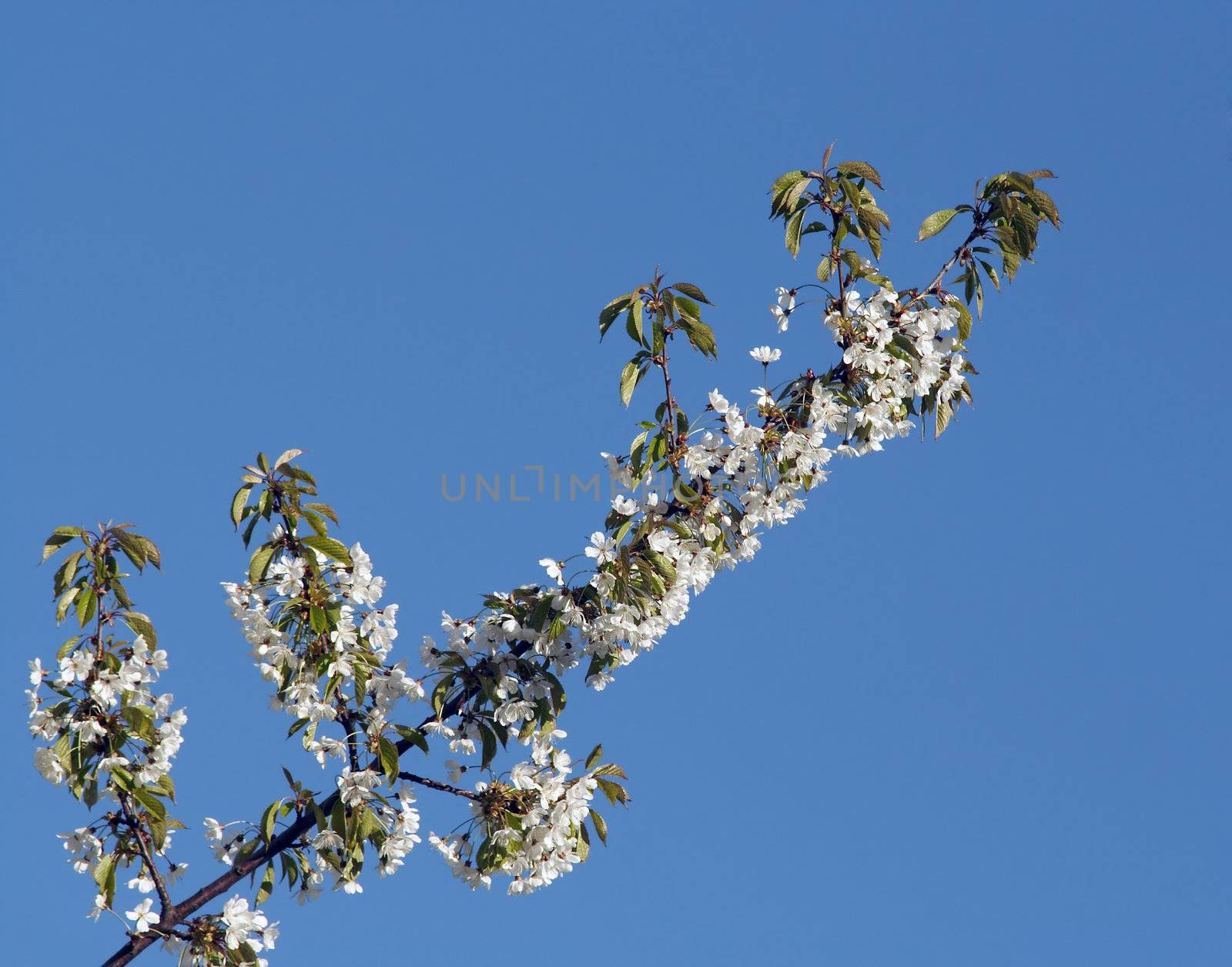 Detail of the full-blown branch