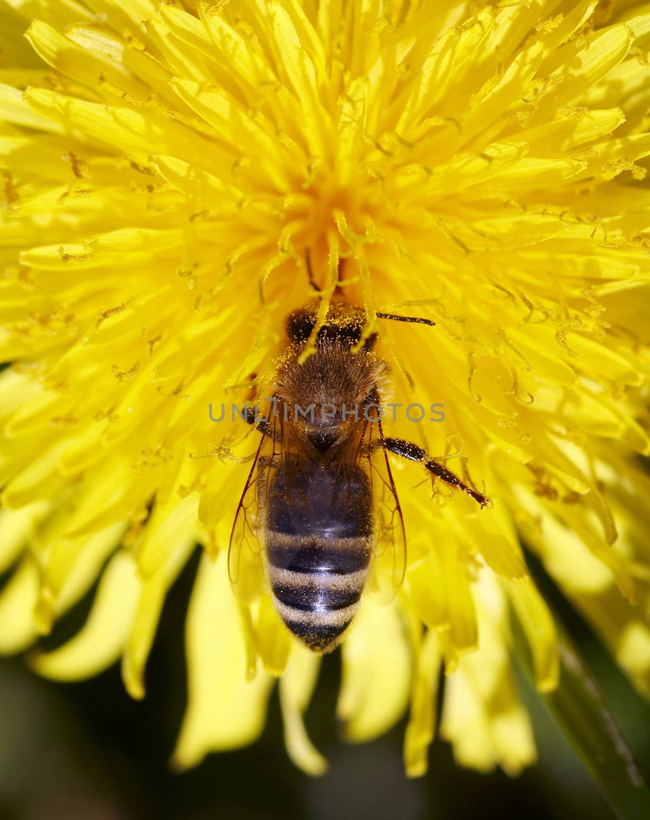 Detail (close-up) of the honeybee with antheral dust