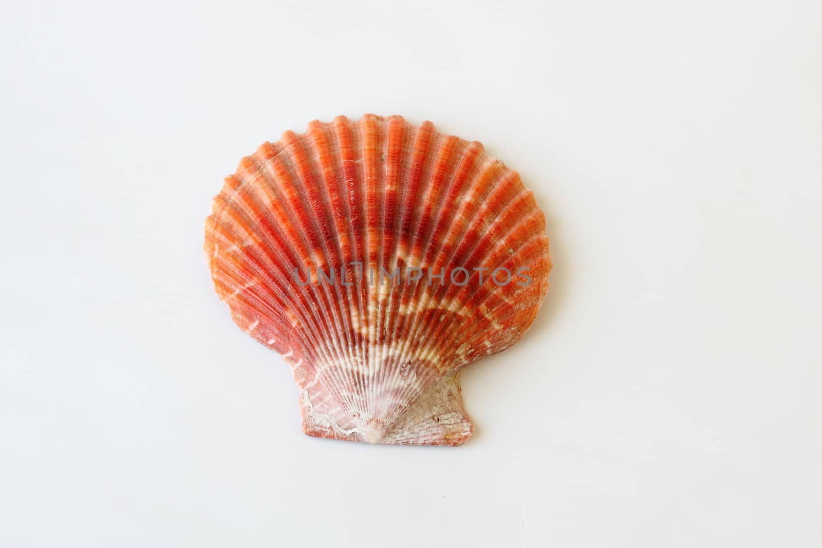 Beautifull sea shell close up on white background by artush