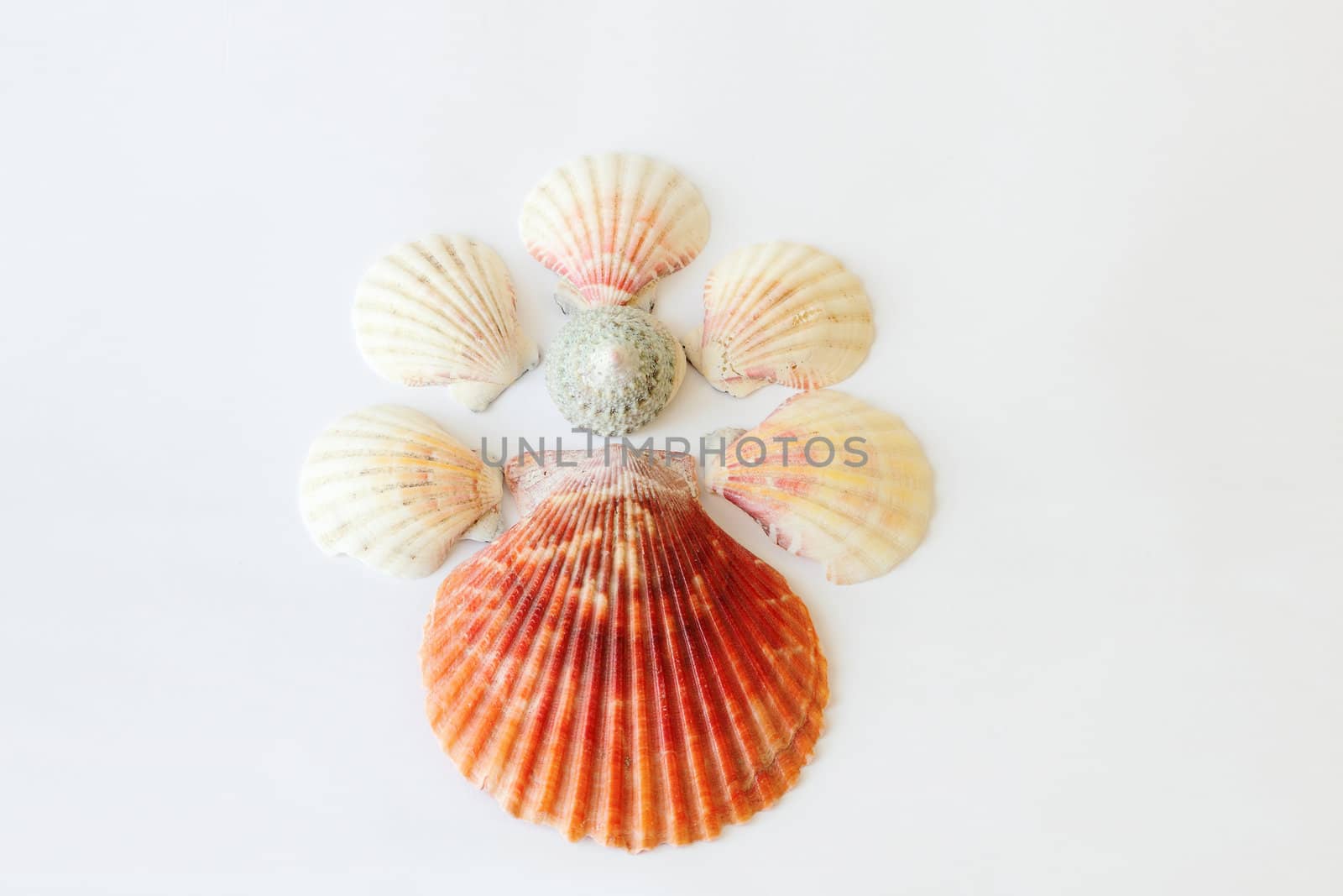 Beautifull sea shells close up composition on white background