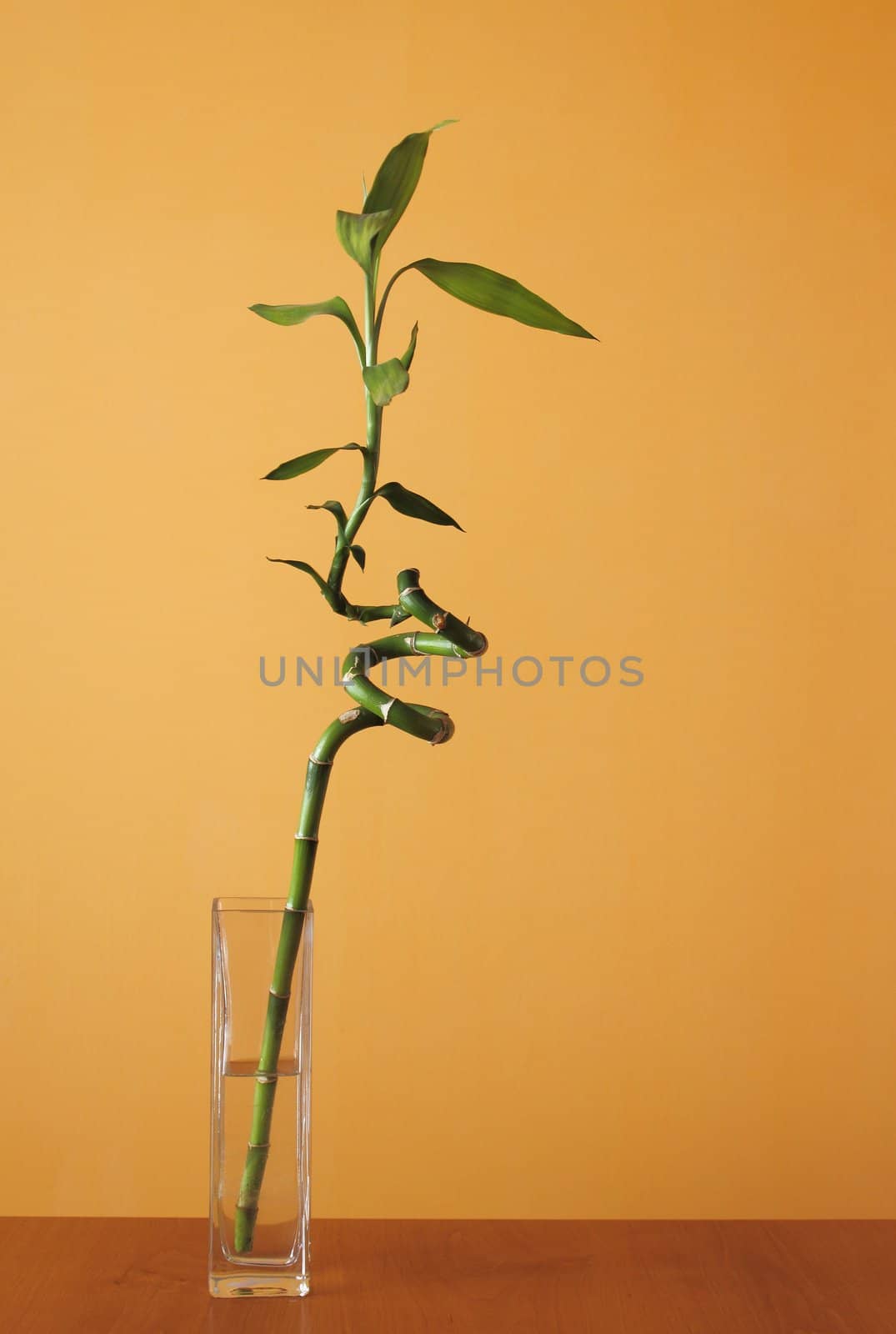 lucky bamboo on orange background