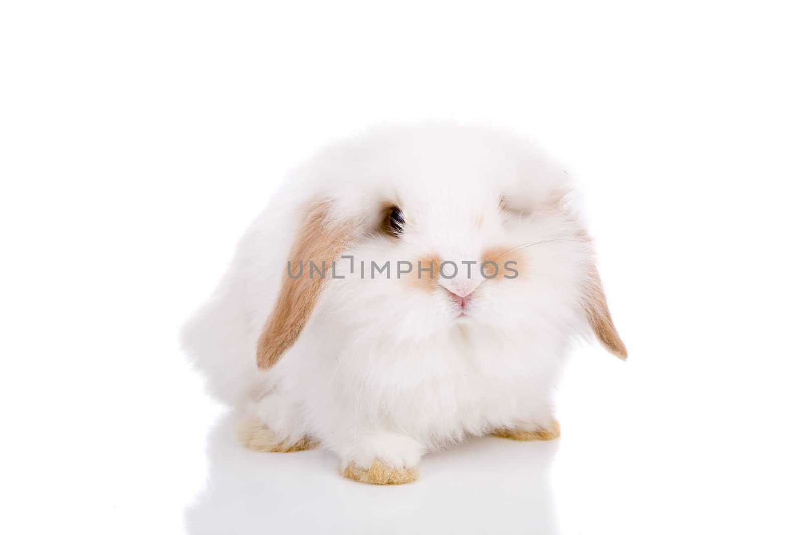 Cute white lop-eared bunny on white background