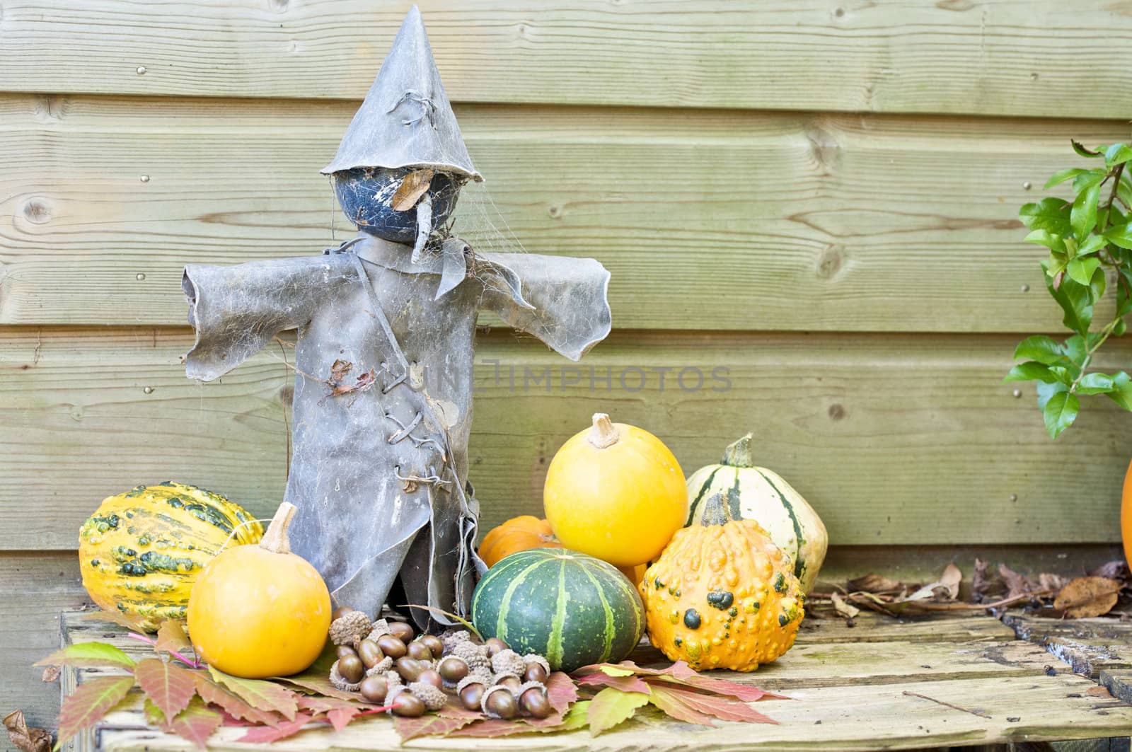 Tin scarecrow covered in spiderwebs and surrounded by pumpkins