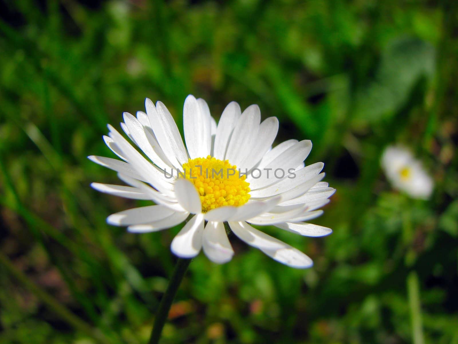 beautiful white daisy in the green garden