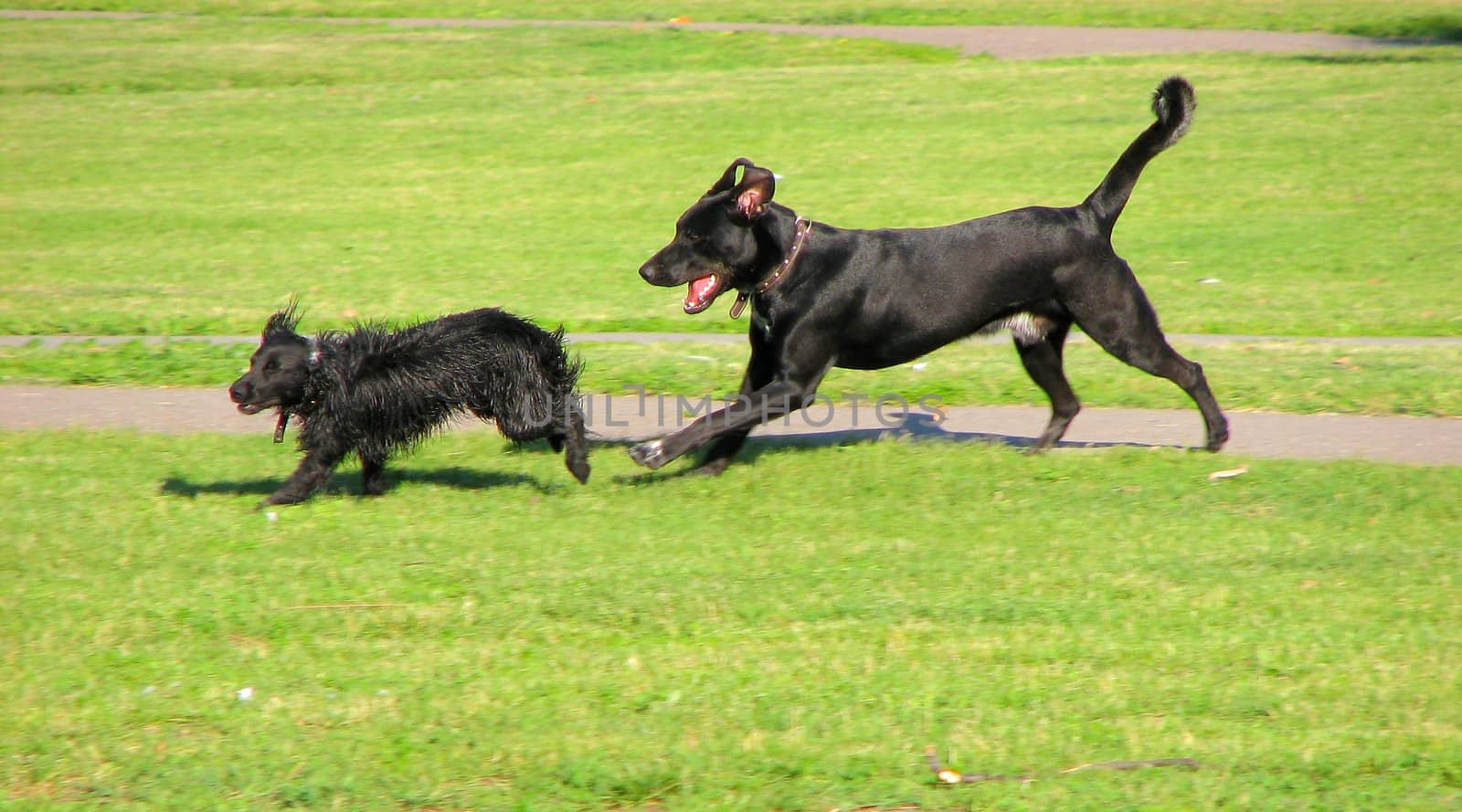 Two black dogs running