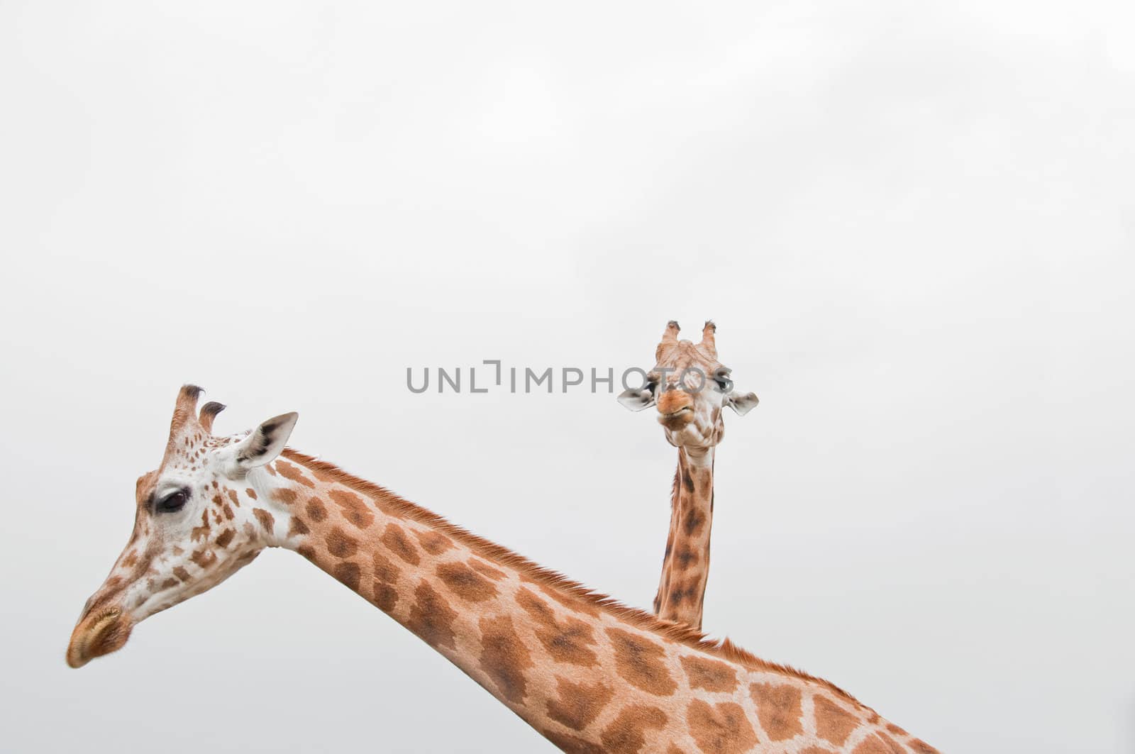 Giraffes by GryT