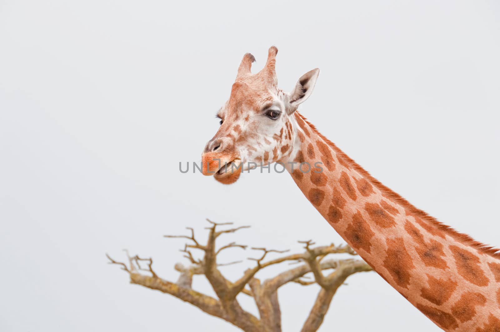 Neck and head of a giraffe with a tree in the background
