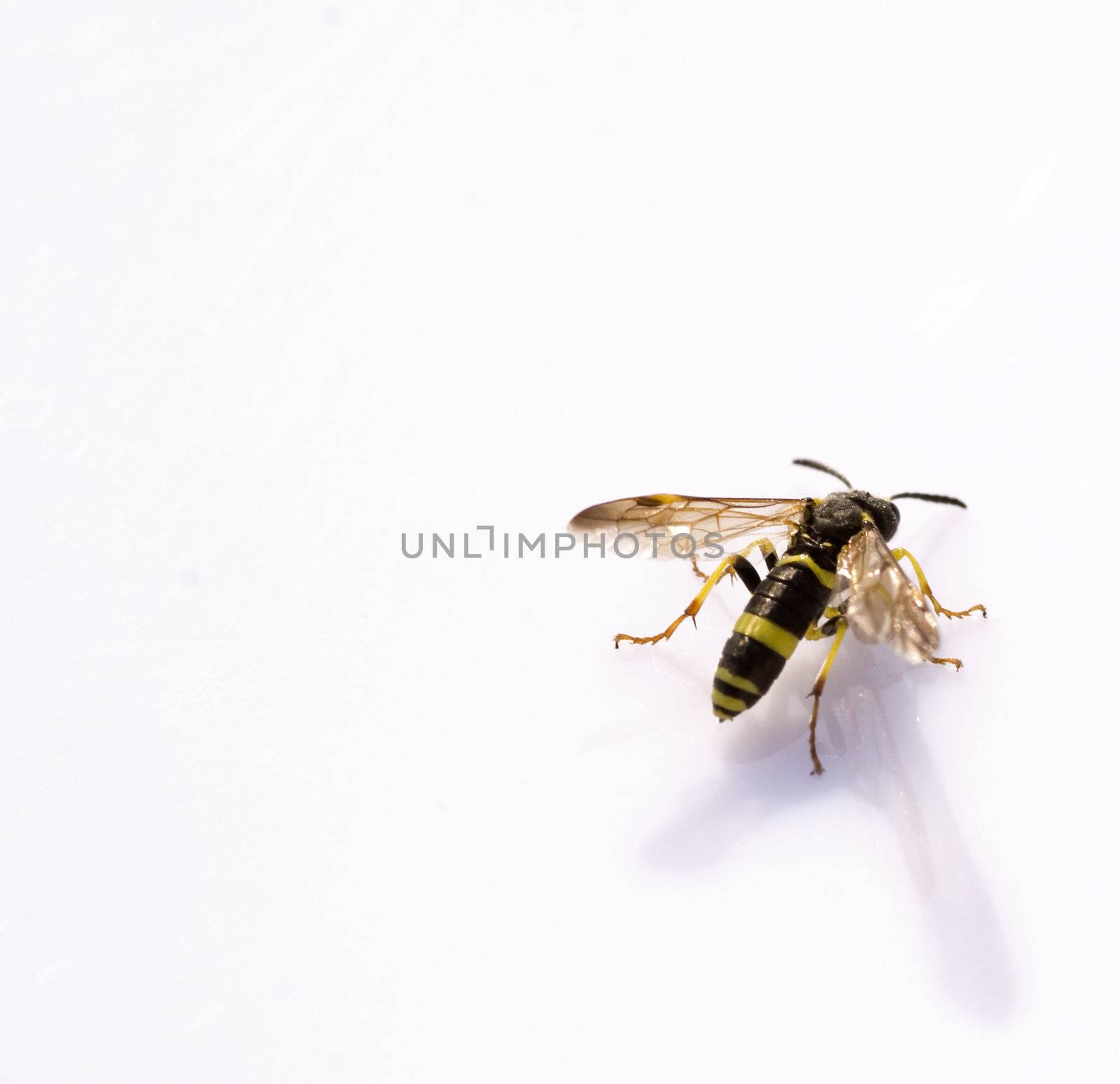 closeup on a beautiful small wasp, reflected on a white background