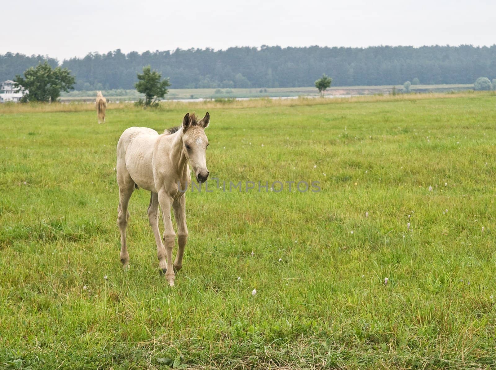 Young white foal standing on a field road