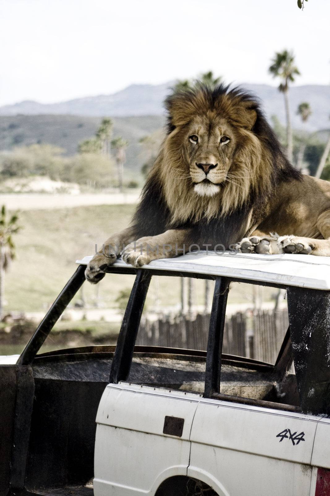 Male lion with mane on an abandoned vehicle outdoors.