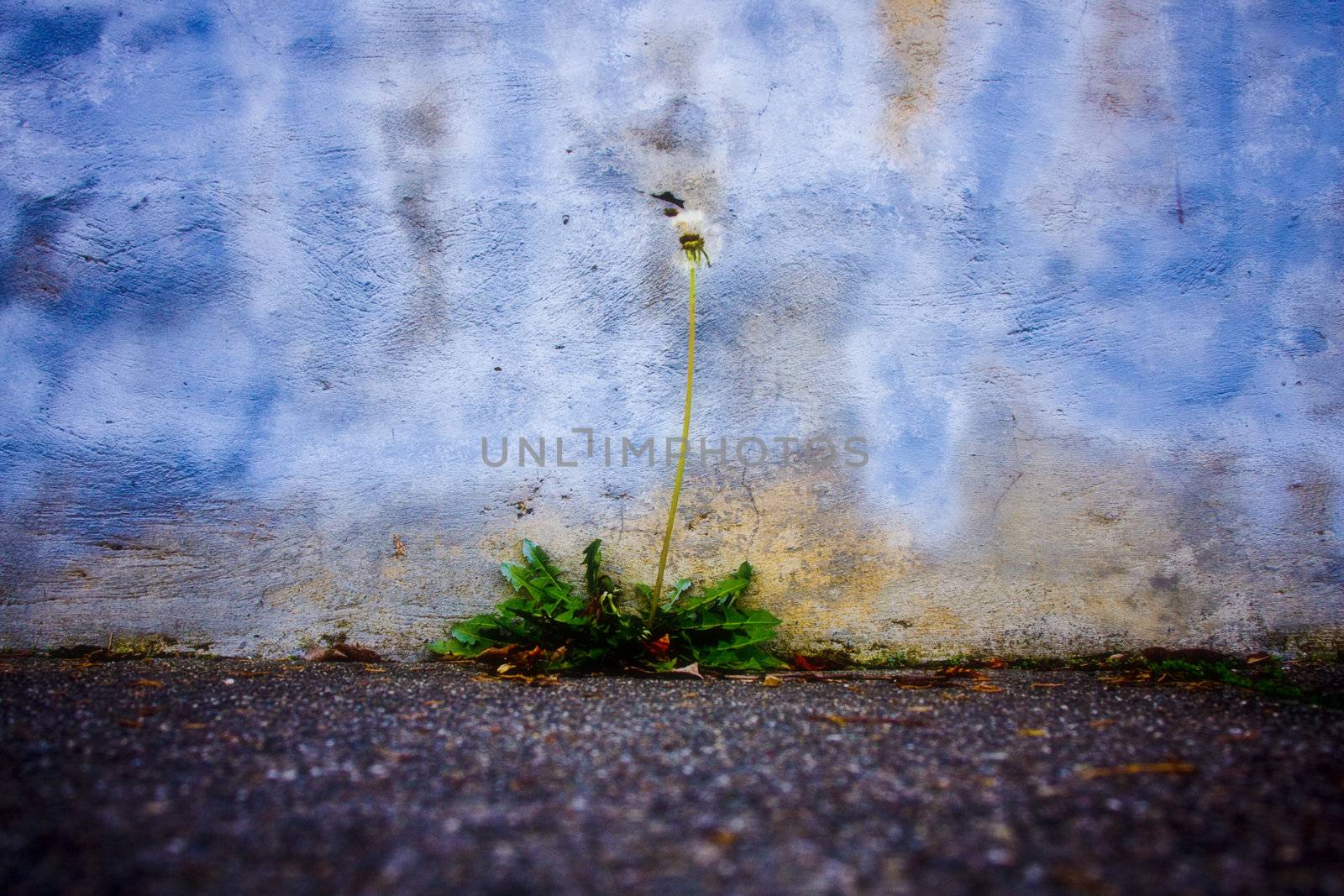 A dying dandelion growing out of a concrete corner at a sidewalk