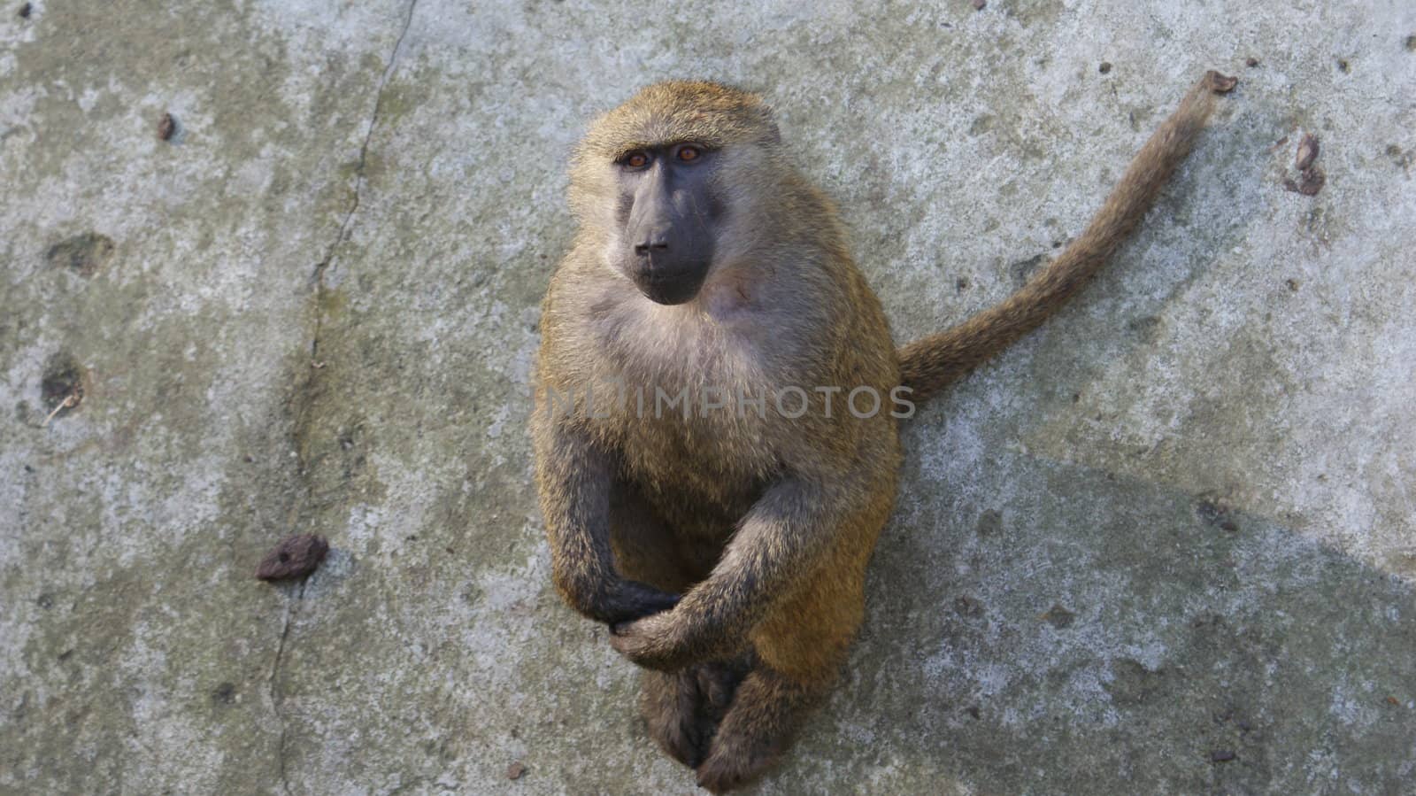 Monkey from Polish Zoo