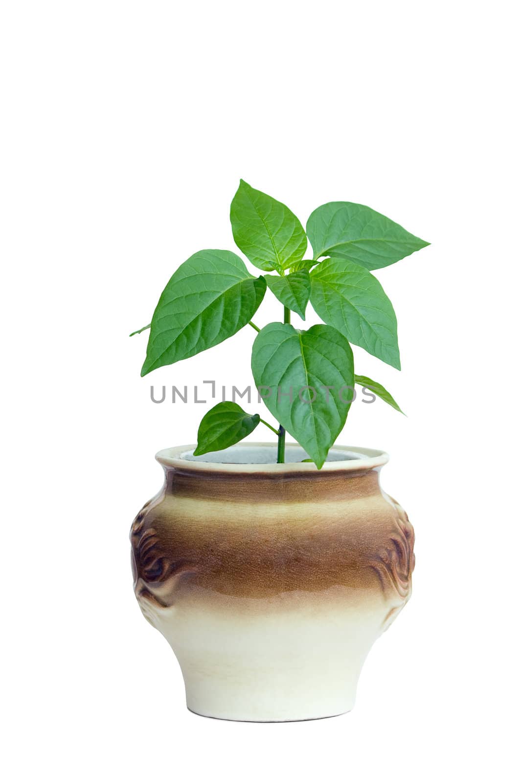 Plant in a pot, isolated on a white background.