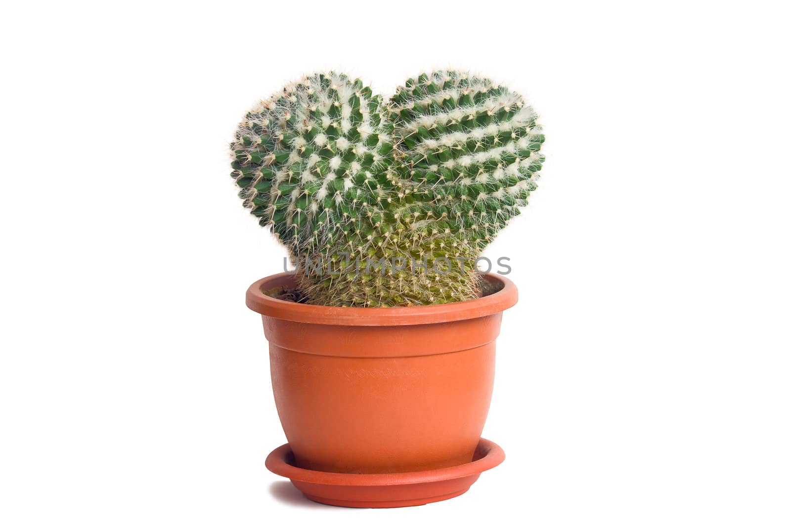 A cactus in a pot by zhannaprokopeva
