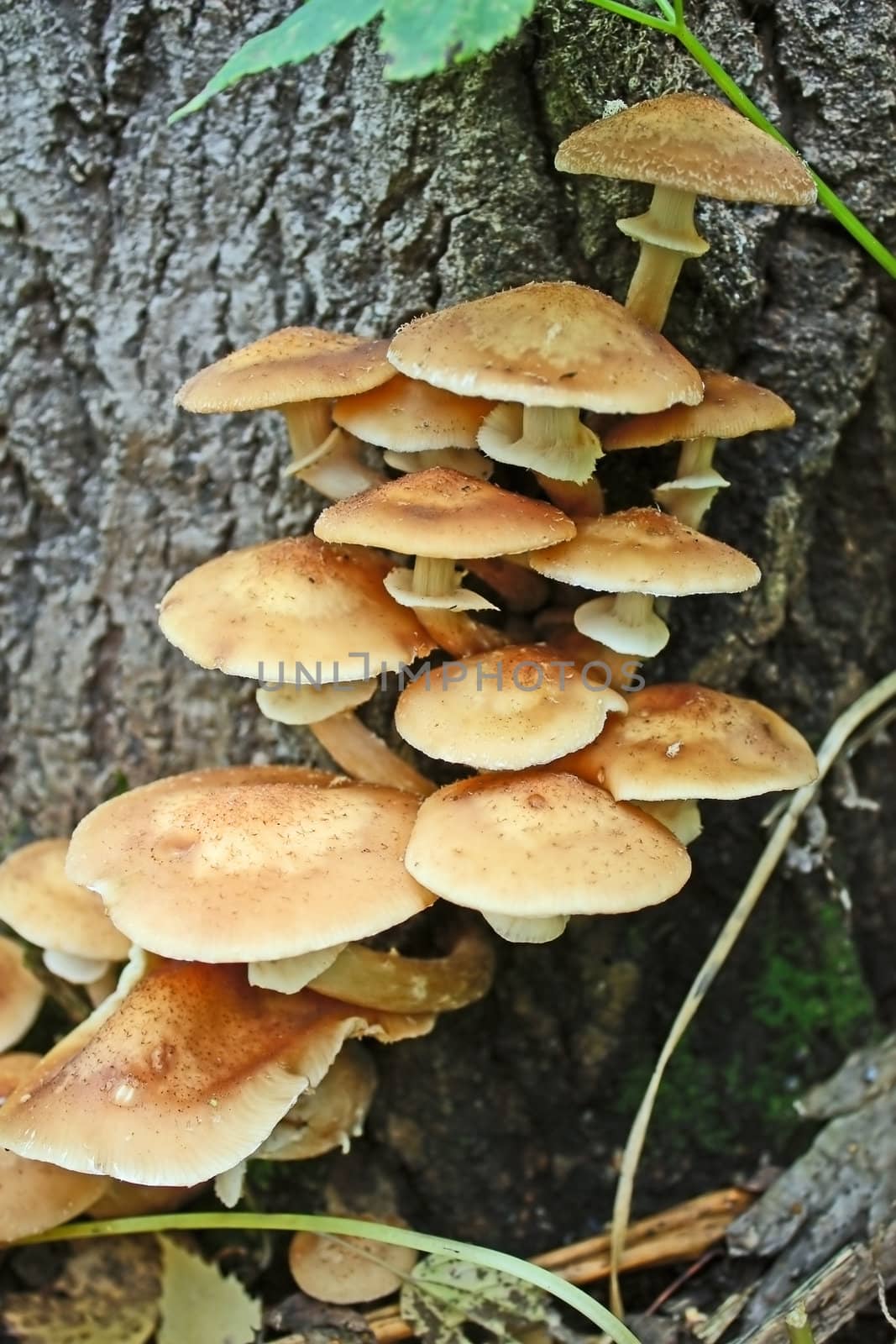  mushrooms by zhannaprokopeva