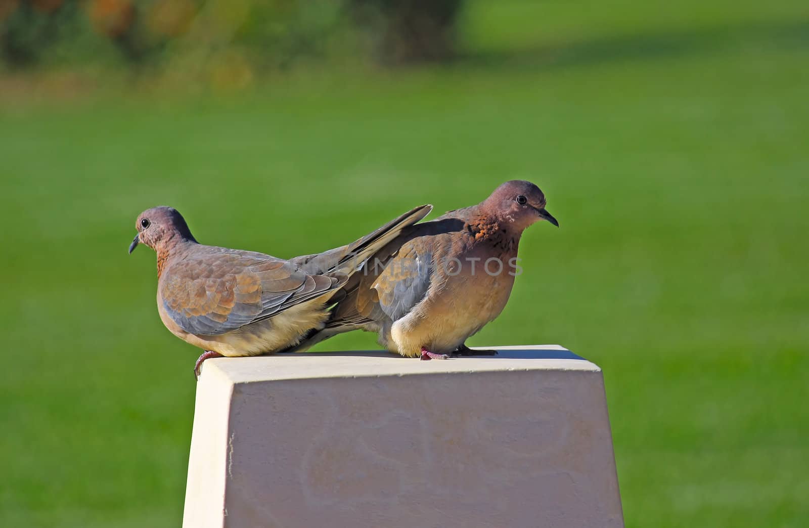 Two birds are sitting on a rock against a background of green grass.