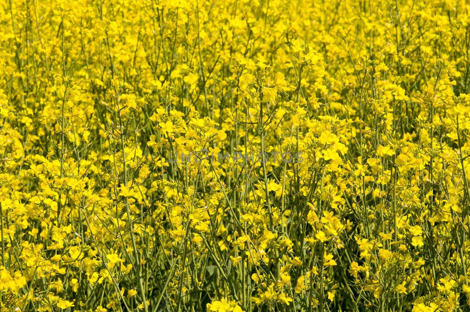closeup on beautiful yellow vibrant rape field