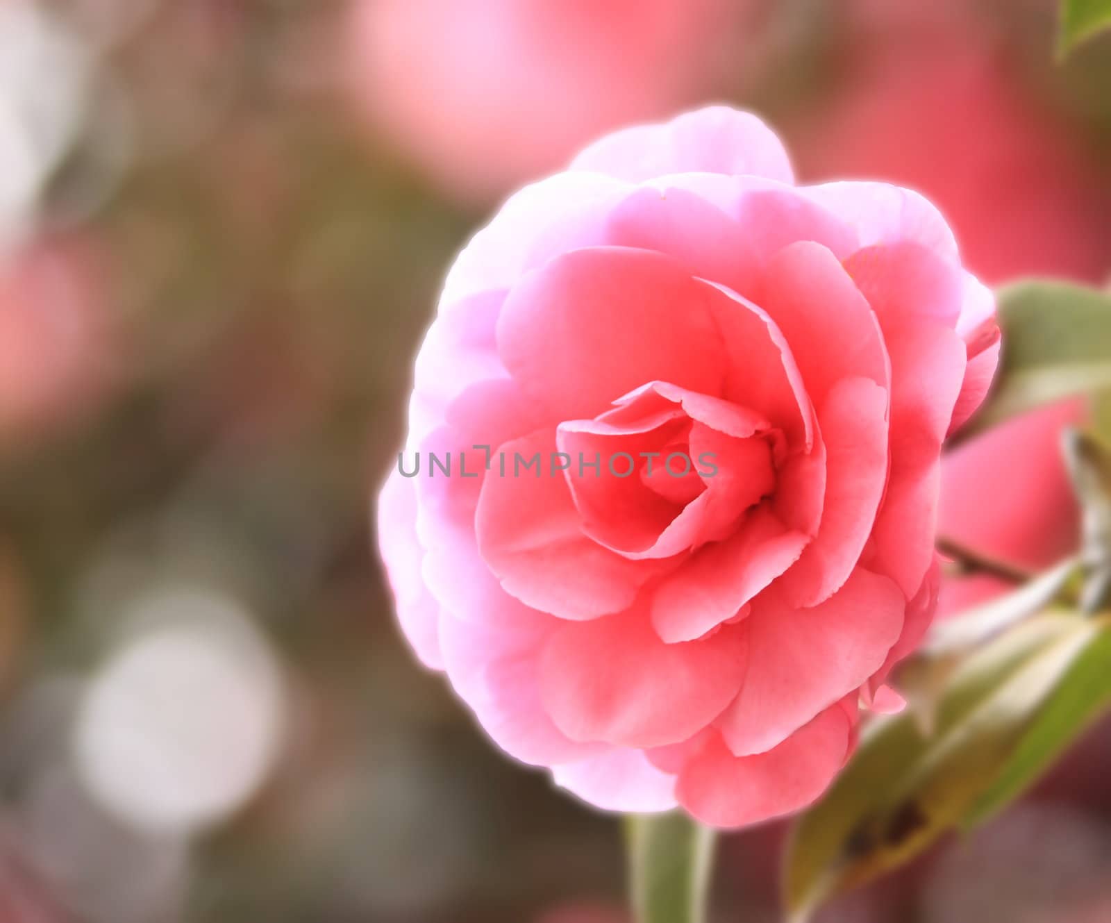 a pink camellia on a garden on spring