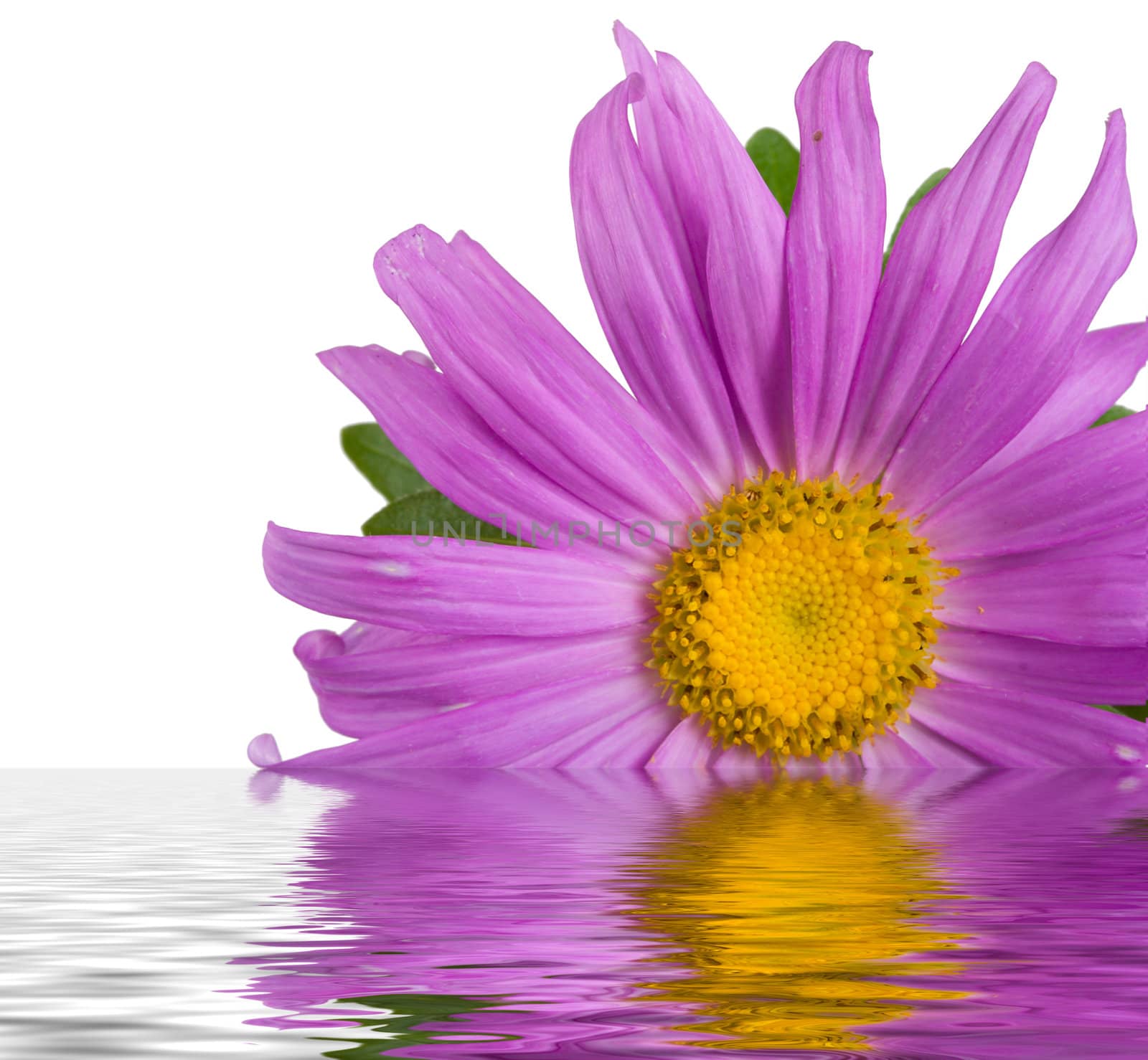 purple aster in water by Alekcey