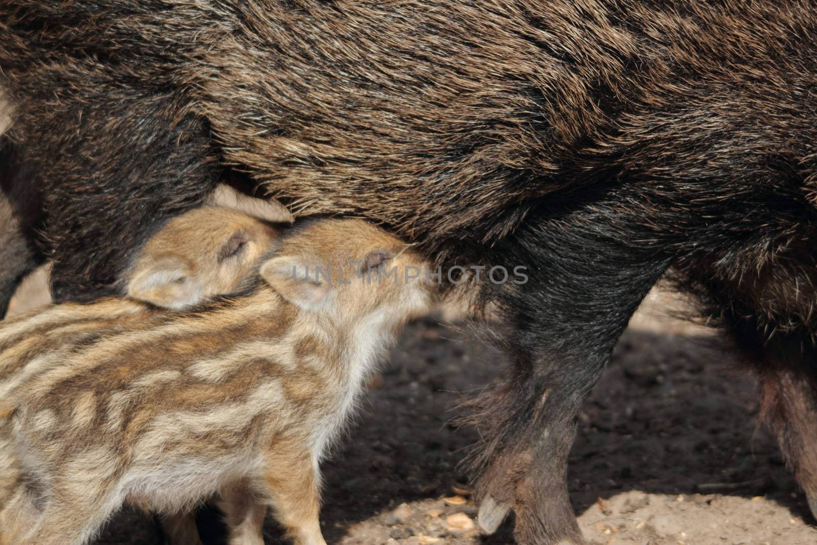 two young boars drinking