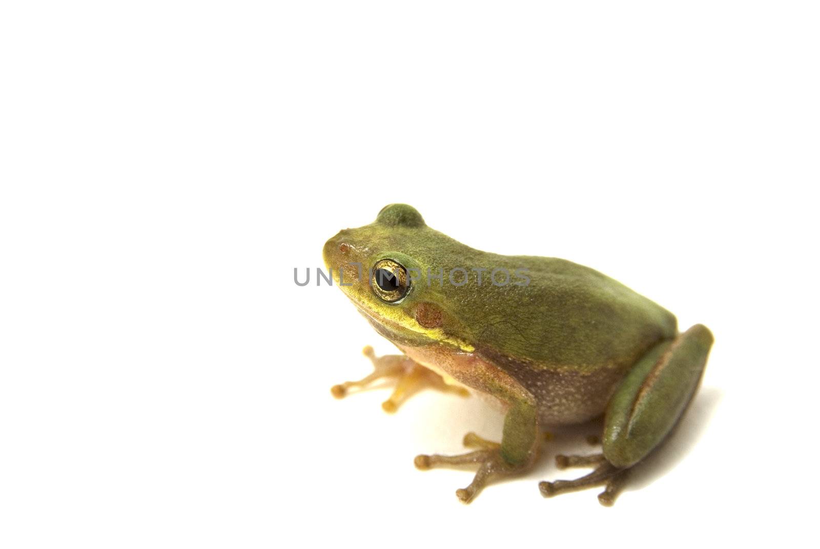 Squirrel Tree Frog (Hyla squirella) isolated on white background