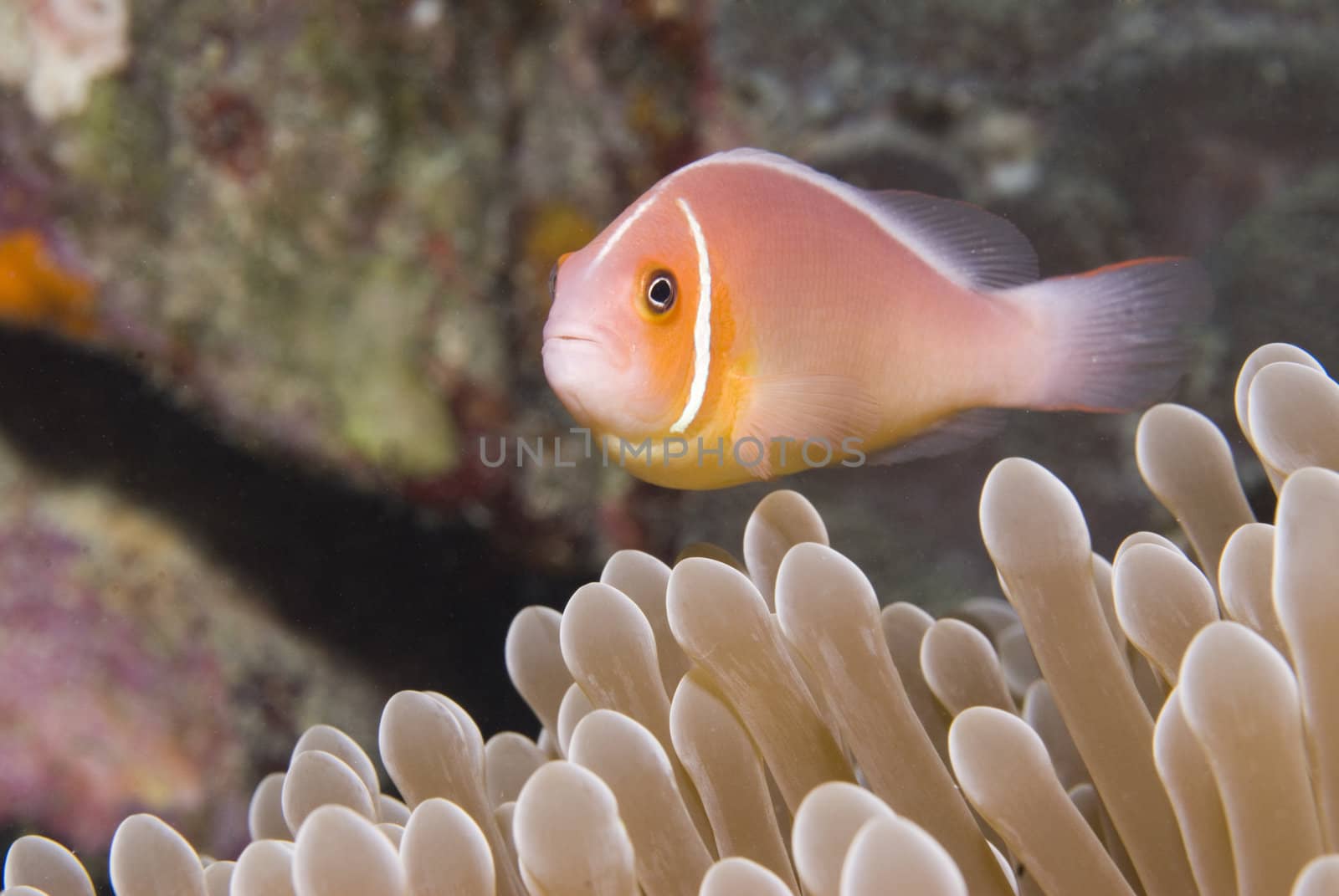 A Pink Anemonefish (Amphiprion perideraion) in Micronesia