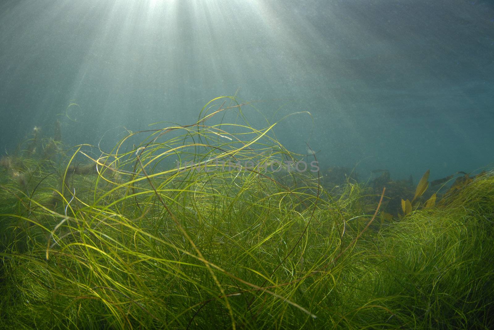 Streaks of sunlight pierce the surface of the ocean while grass and kelp wave in the currents