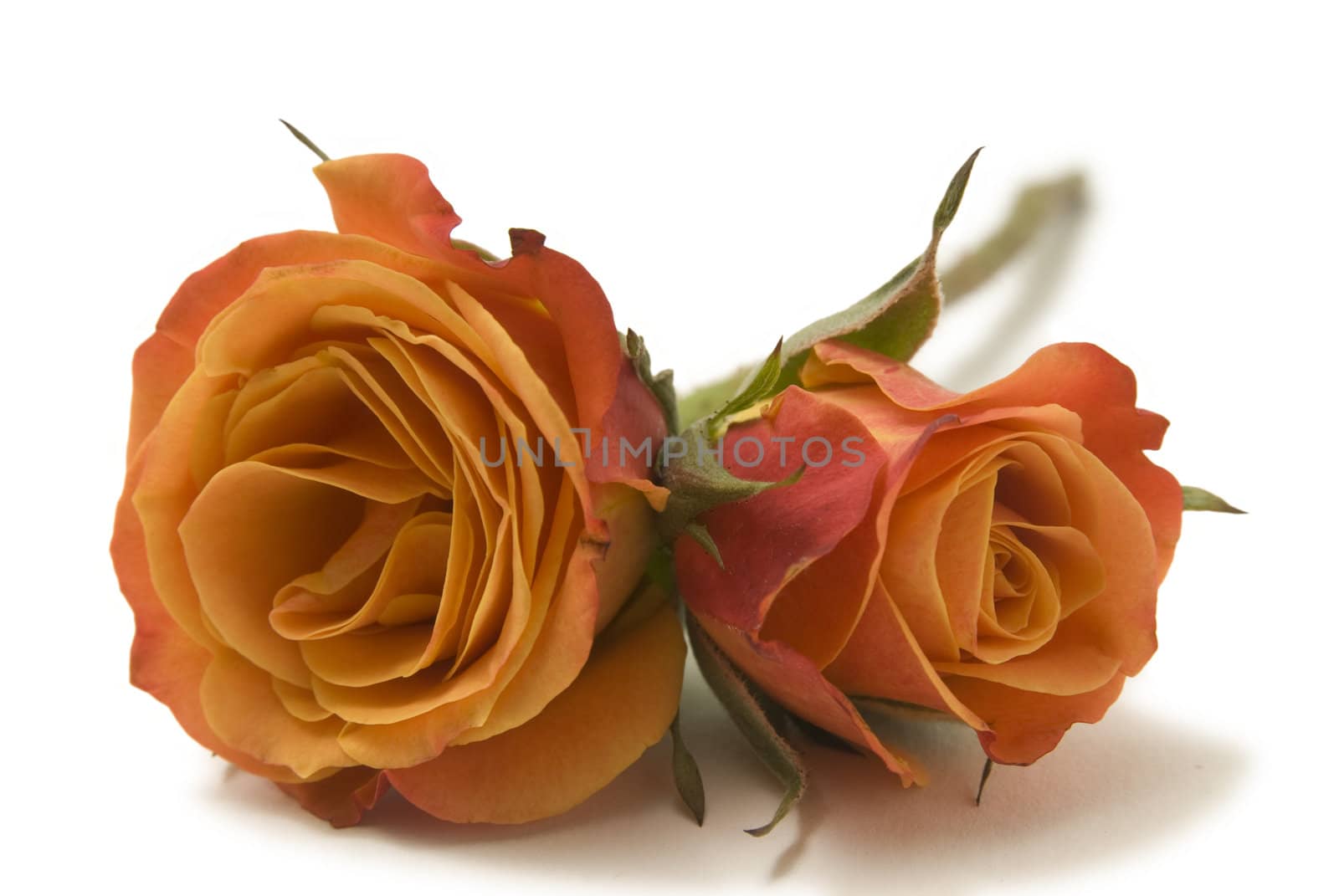 Two orange roses isolated on a white background