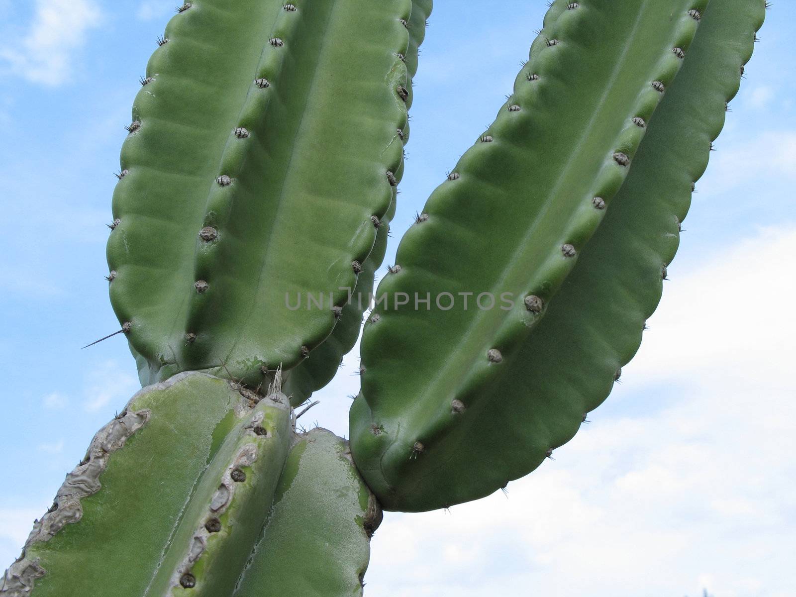 green cactus by mmm