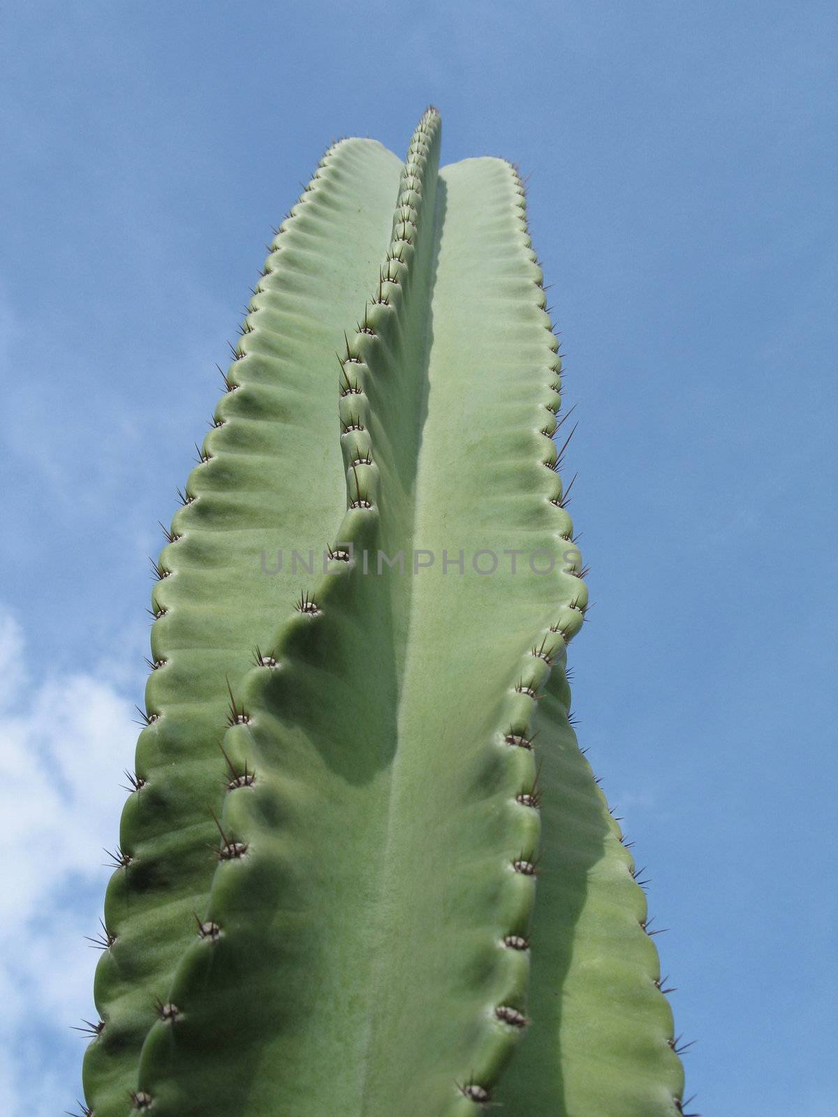 green cactus