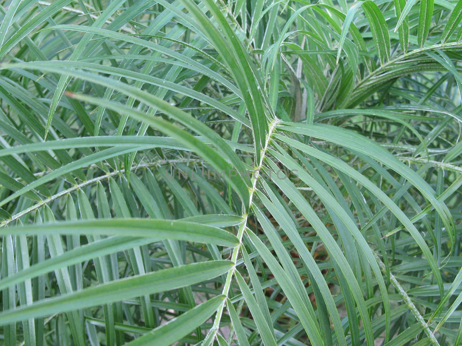 green leaf