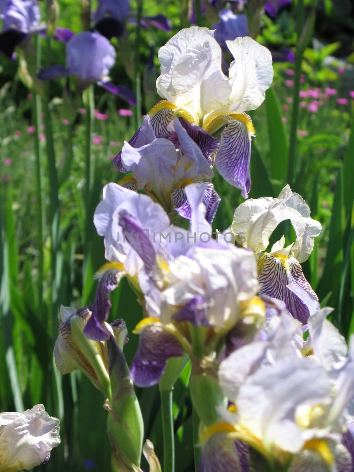 purple iris by mmm