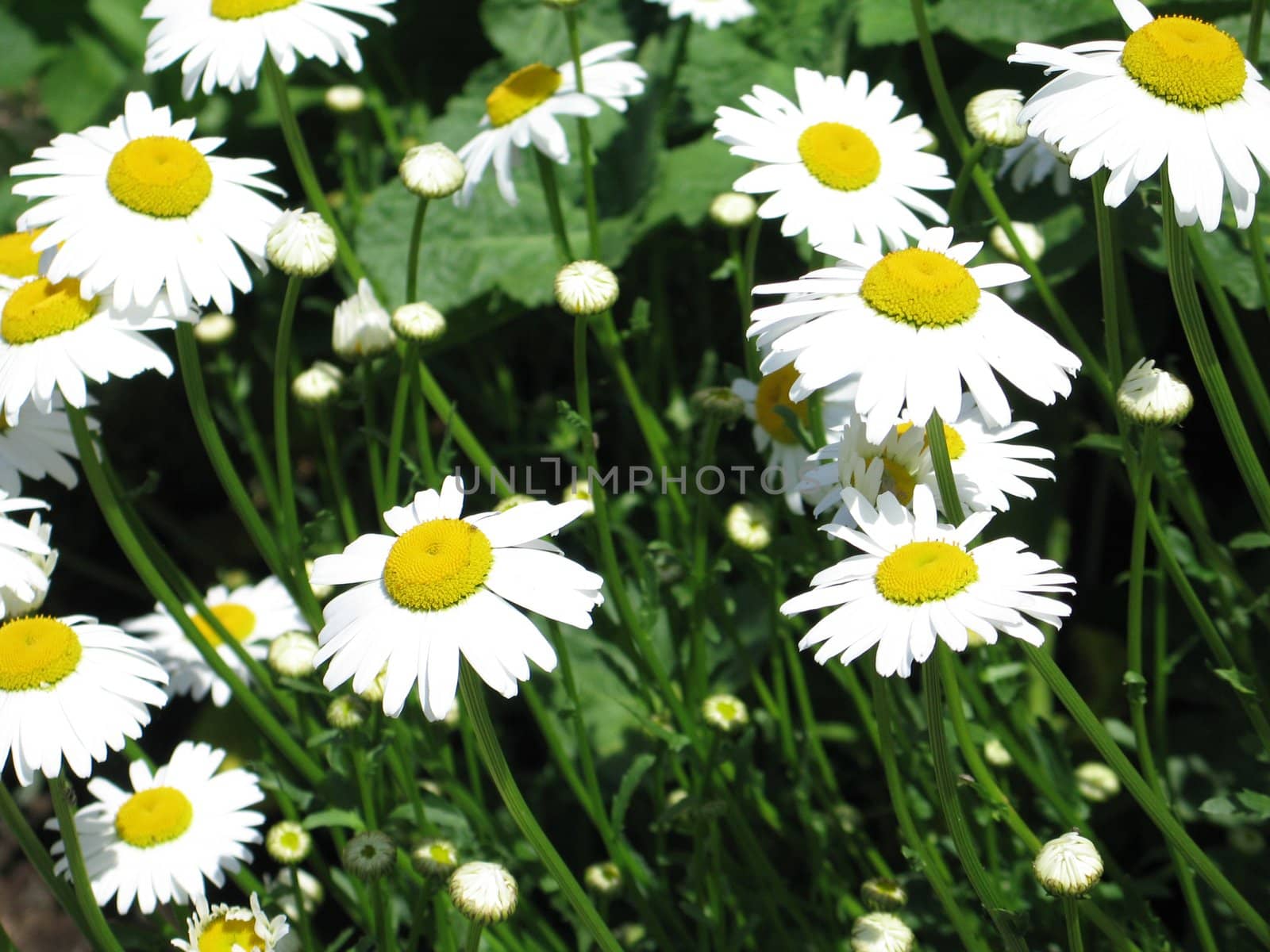yellow and white daisies by mmm