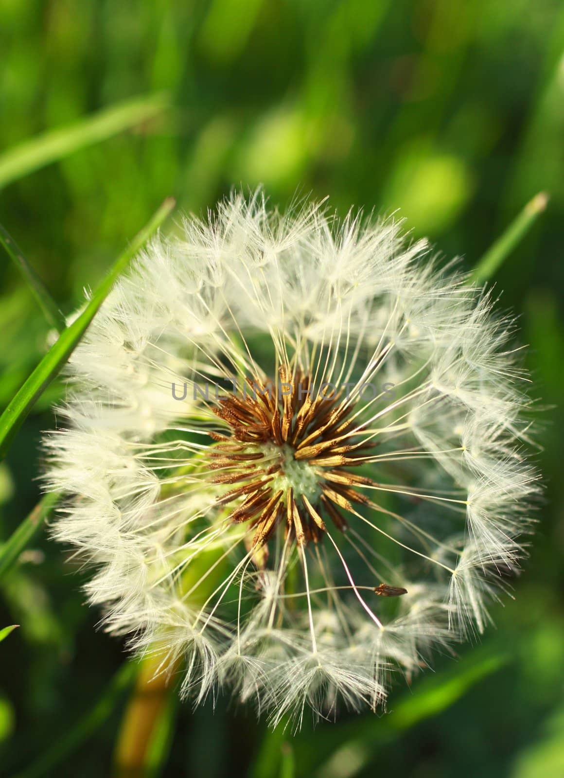 Close-up of dandelion