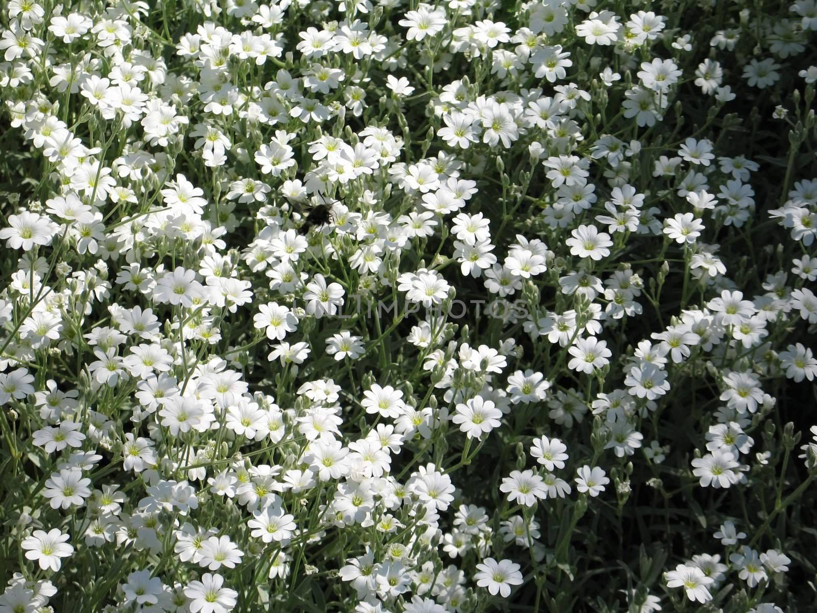 white flowers by mmm