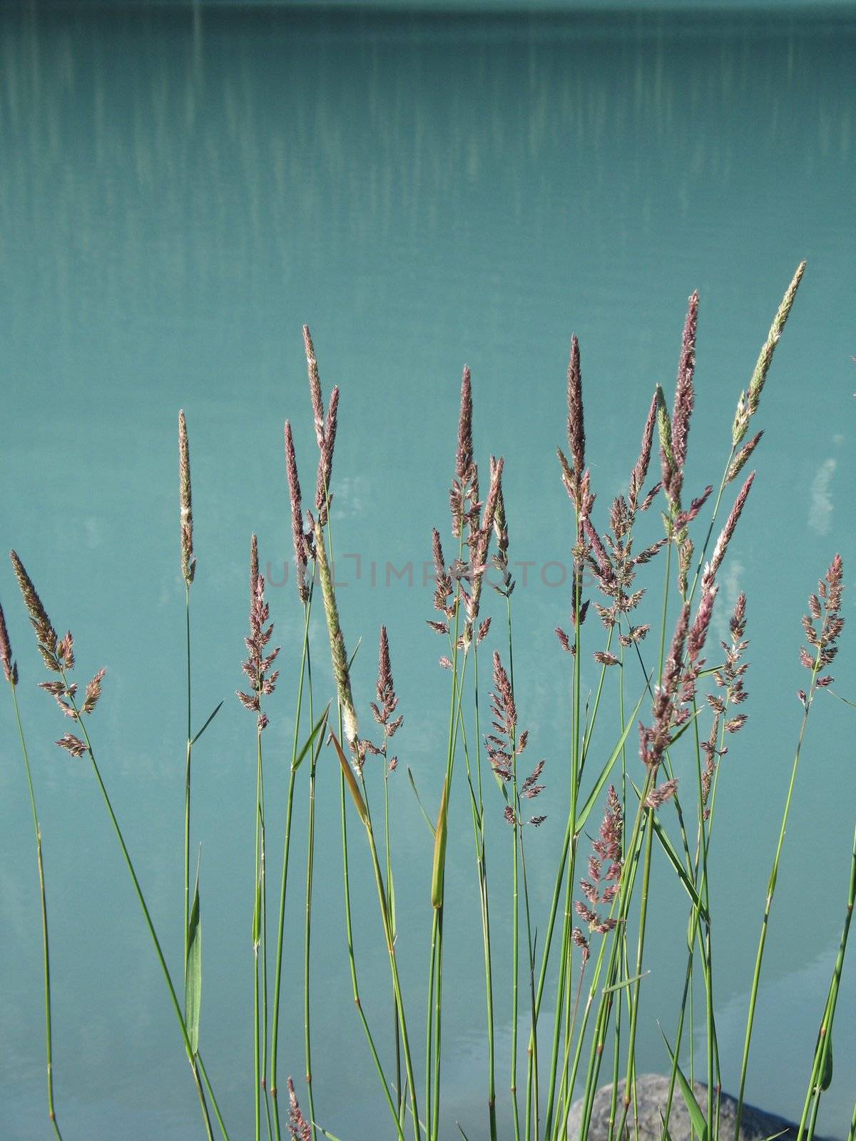 reeds by the water by mmm
