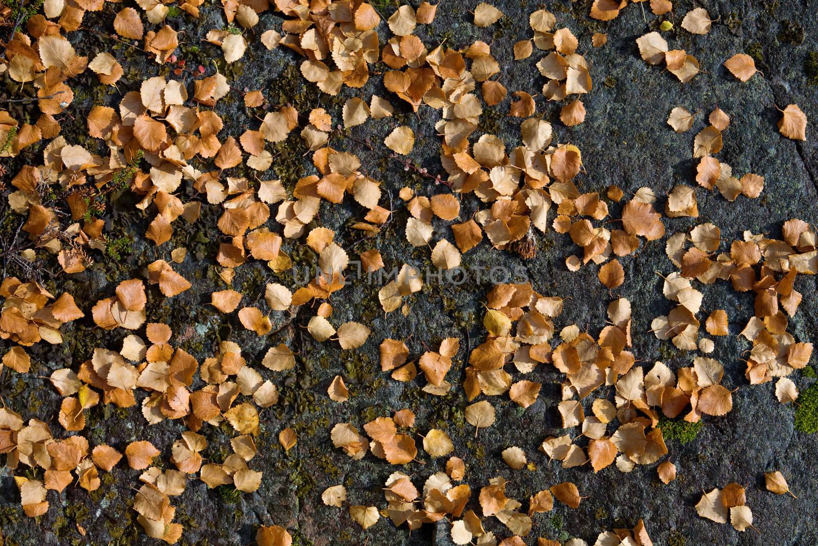 Yellow autumn leaves on a stone surface
