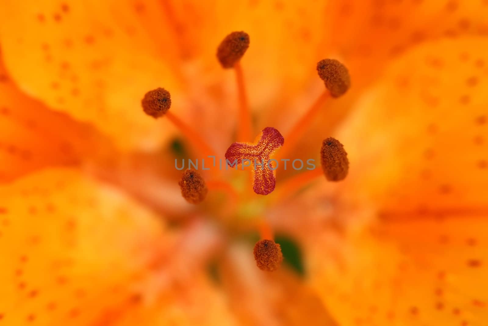 Detail of the bloom of lily.