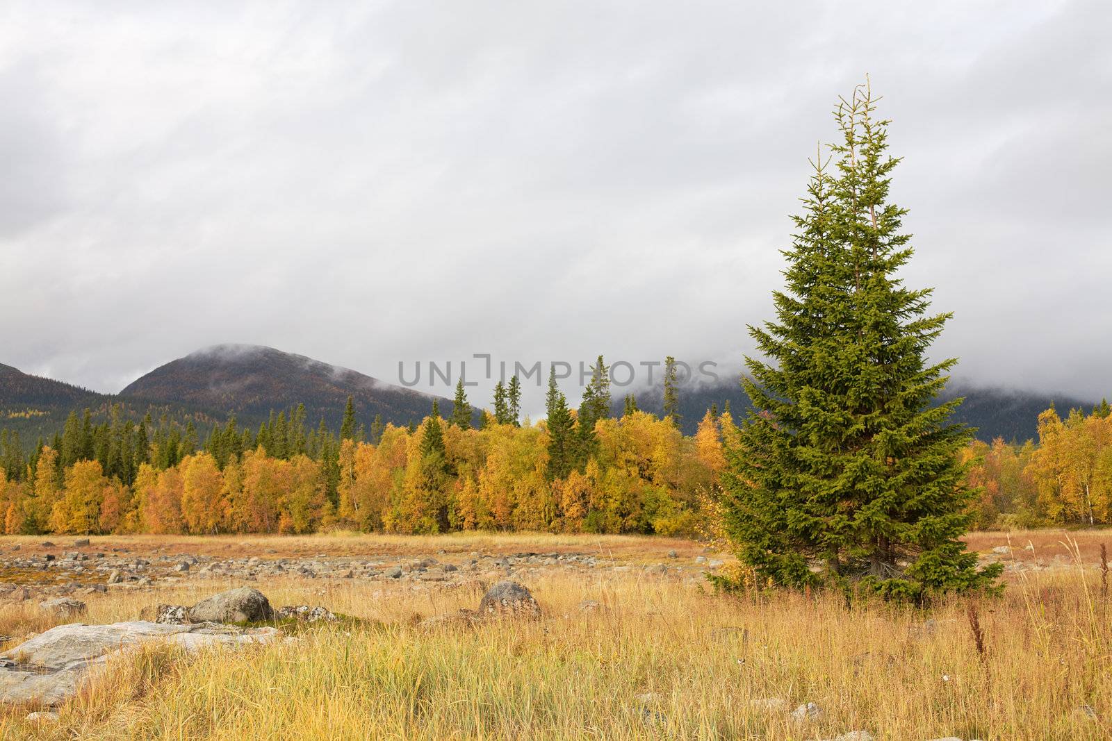 Autumn landscape with a fur-tree by pzaxe