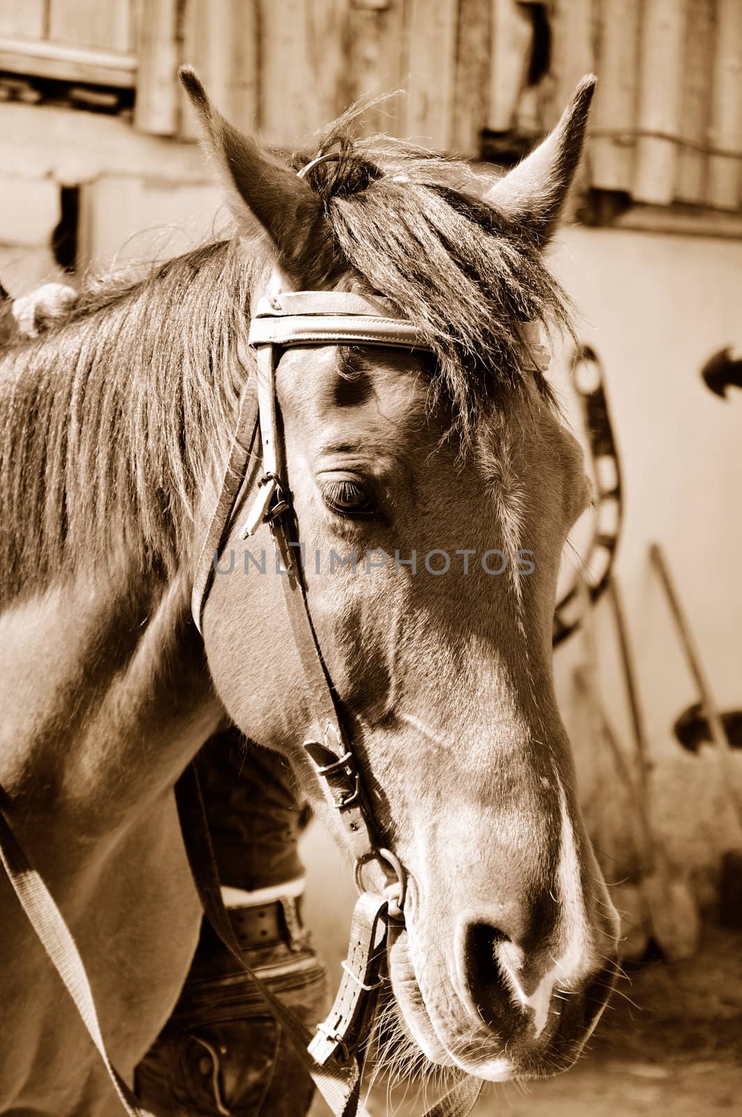 Horse head in sepia
