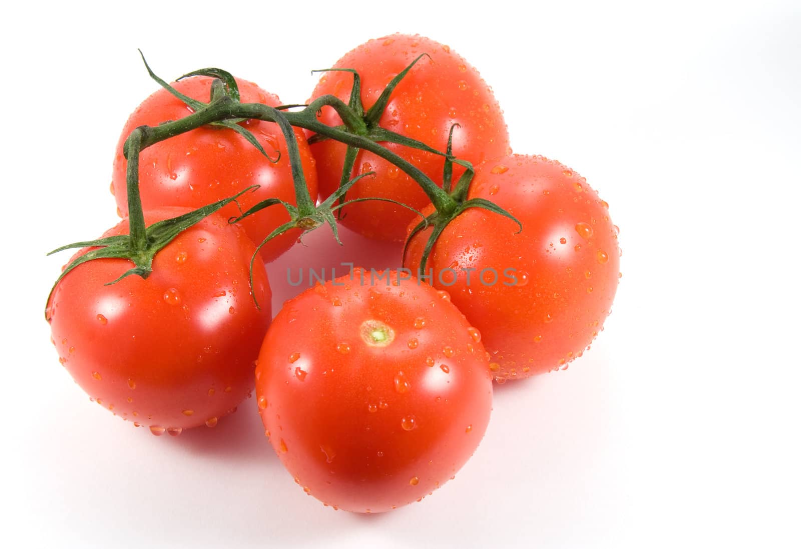 Ripe tomatoes  with water drops on the vine