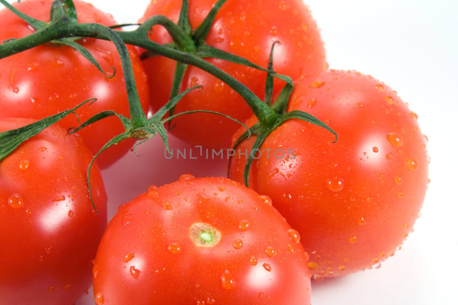 Closeup image of tomatoes  with water drops on the vine