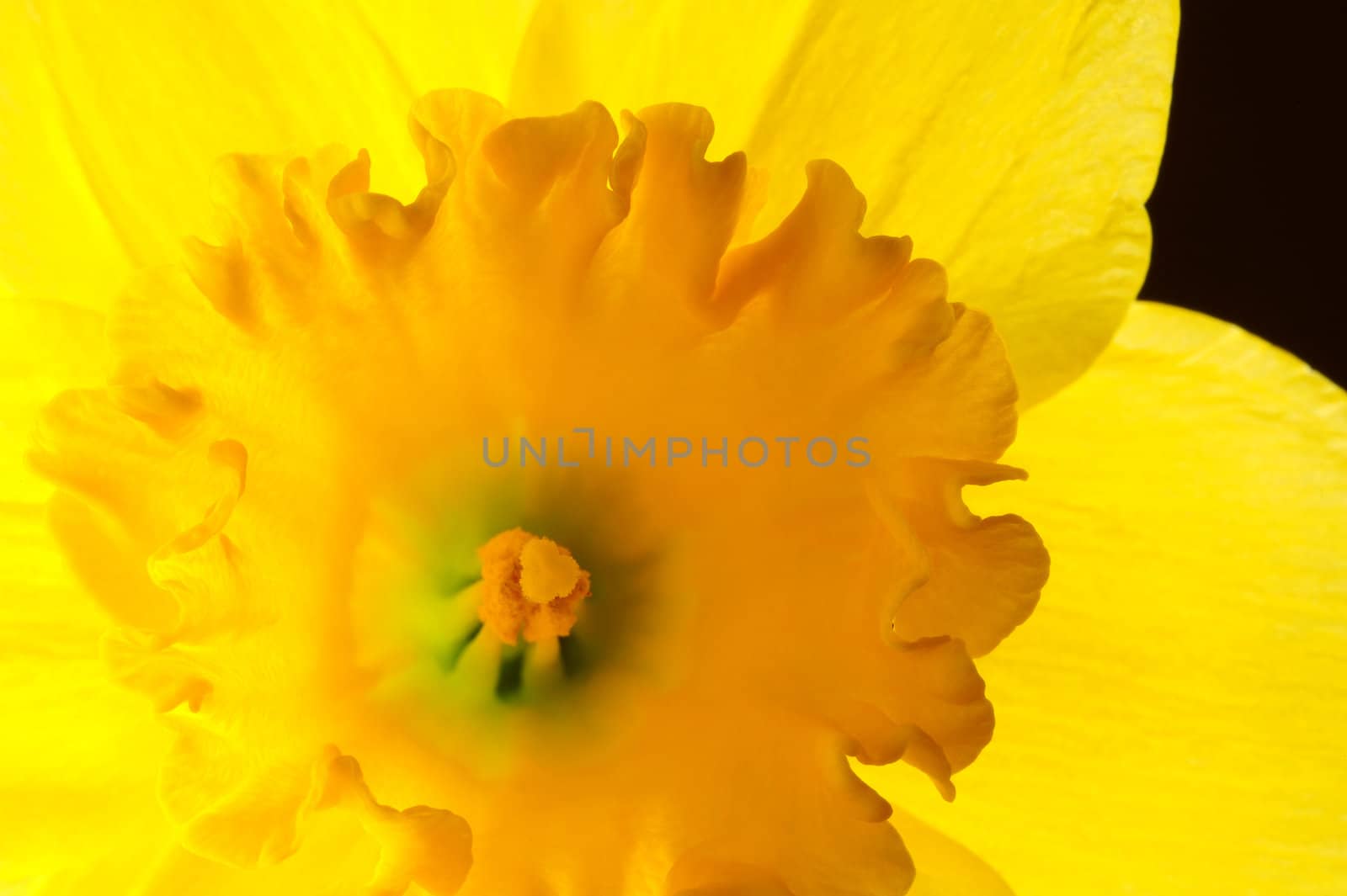 Macro image of a daffodil flower, back-lit, against a black background.