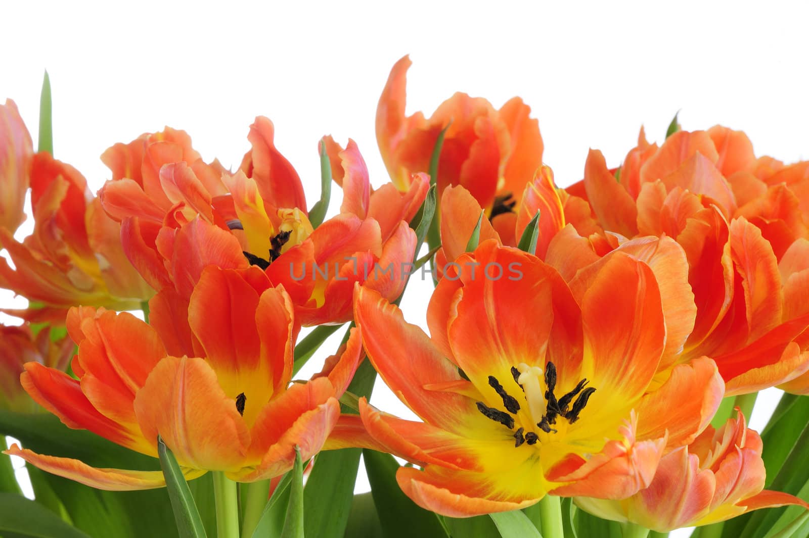 Tulips against a white background
